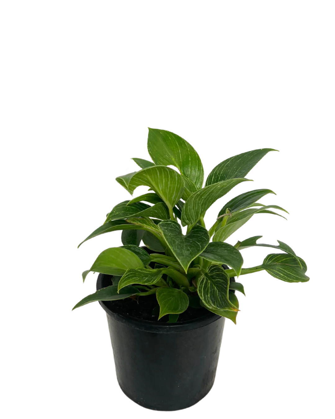 Philodendron Birkin - Image 2