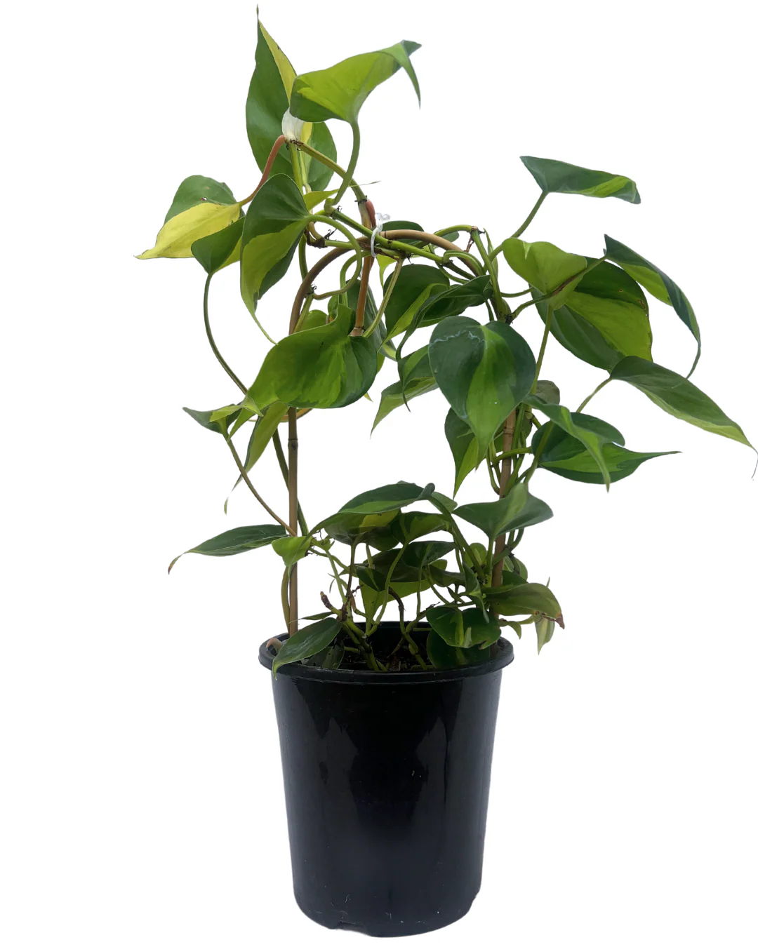 Philodendron Brazil