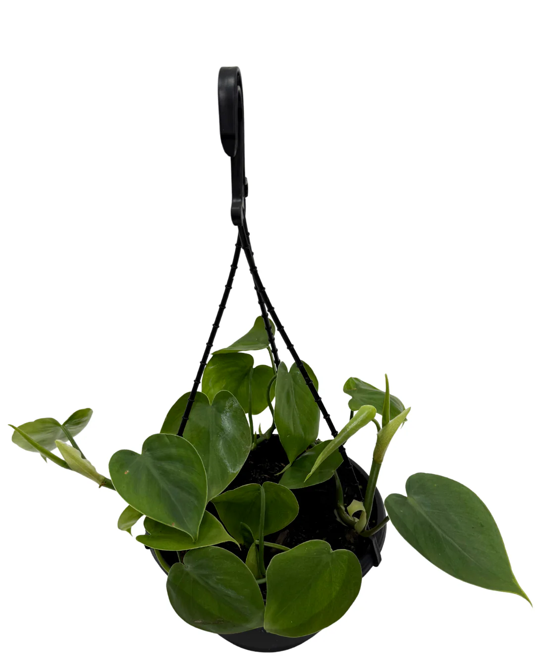 Philodendron Cordatum - Hanging Basket - Image 2
