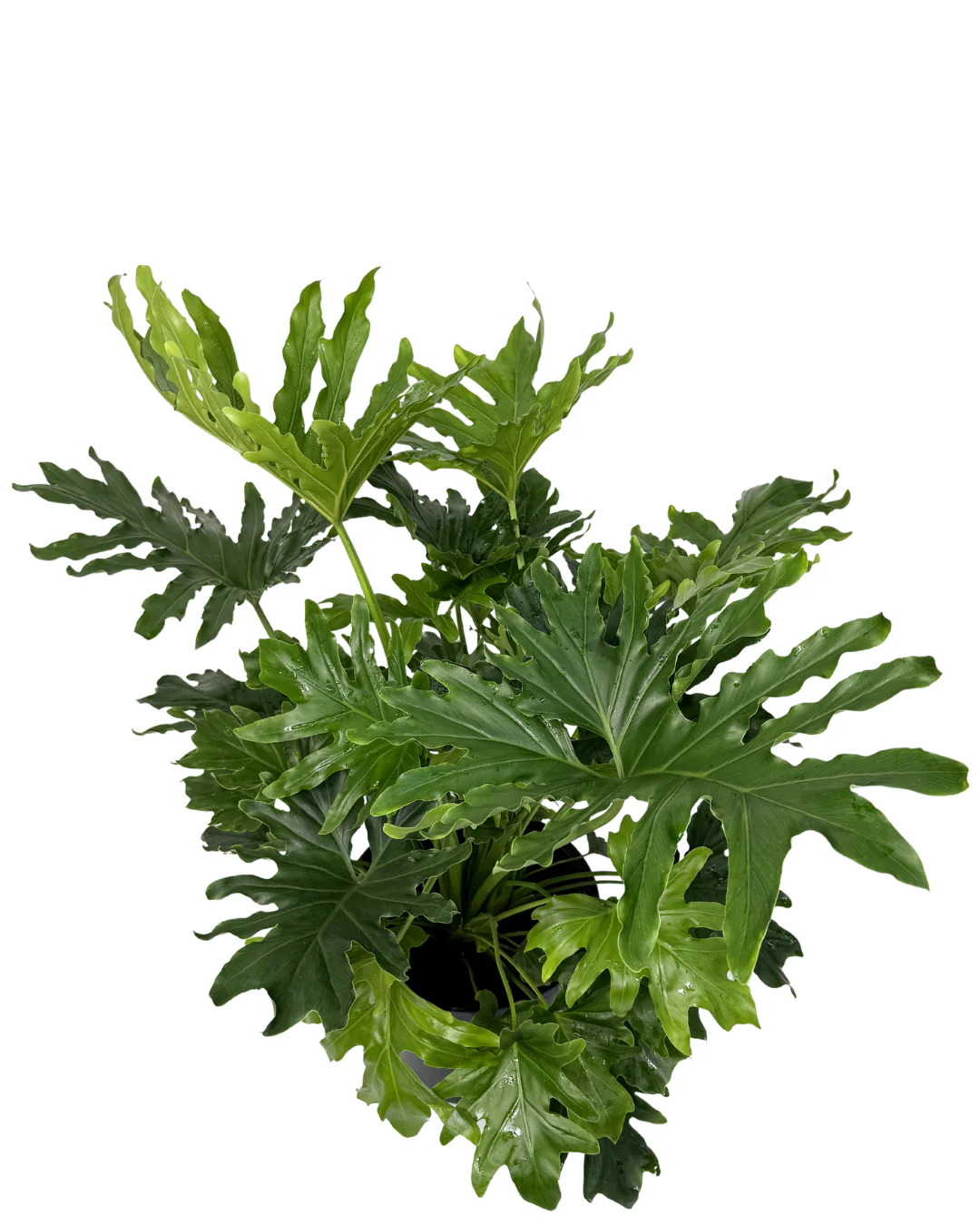 Philodendron Hope - Image 2