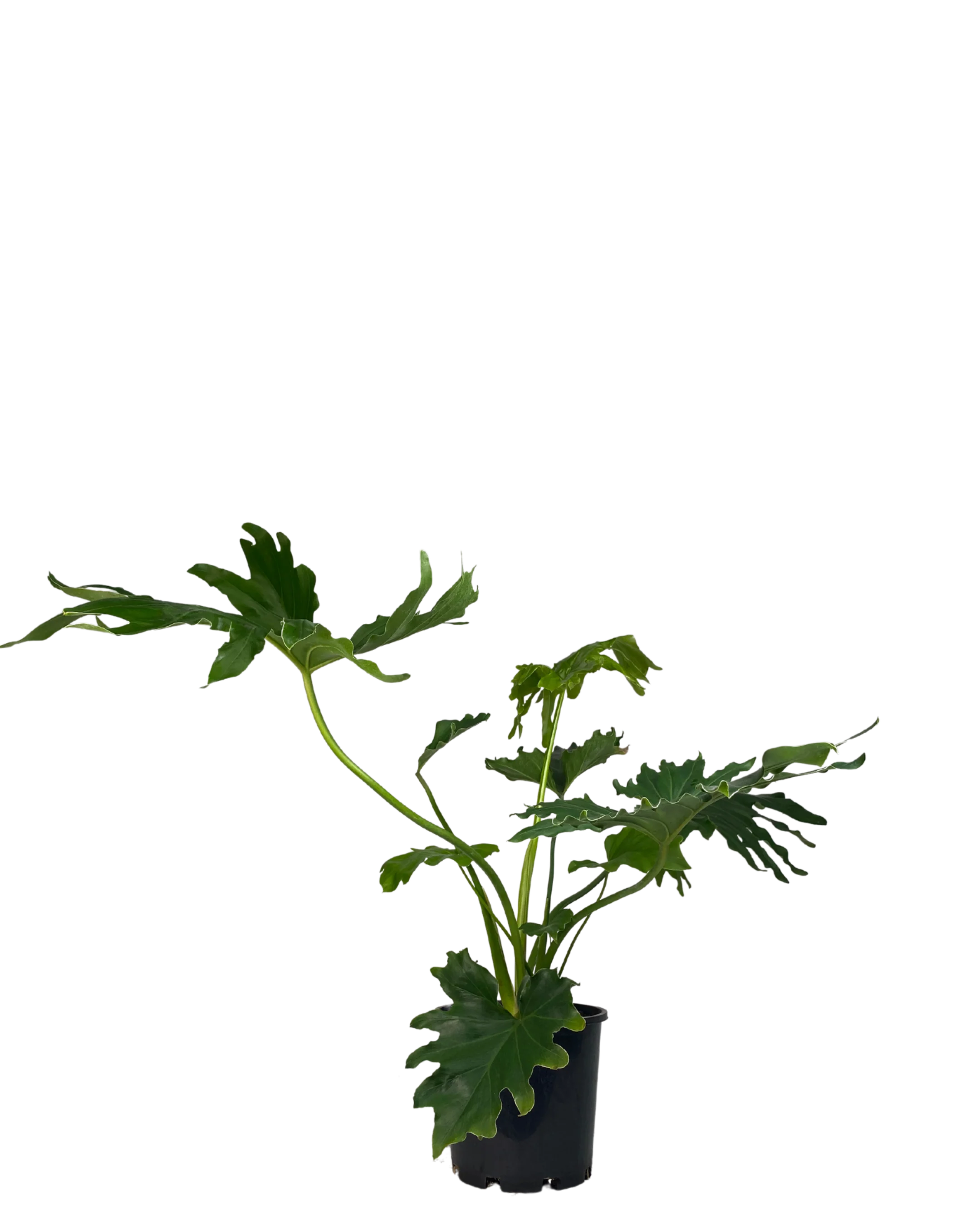 Philodendron Hope