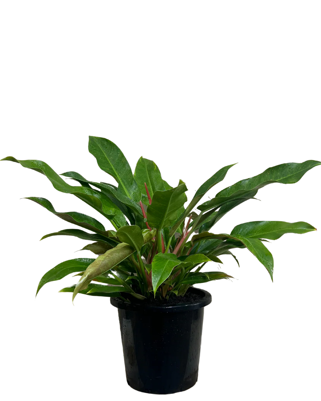 Philodendron Little Phil