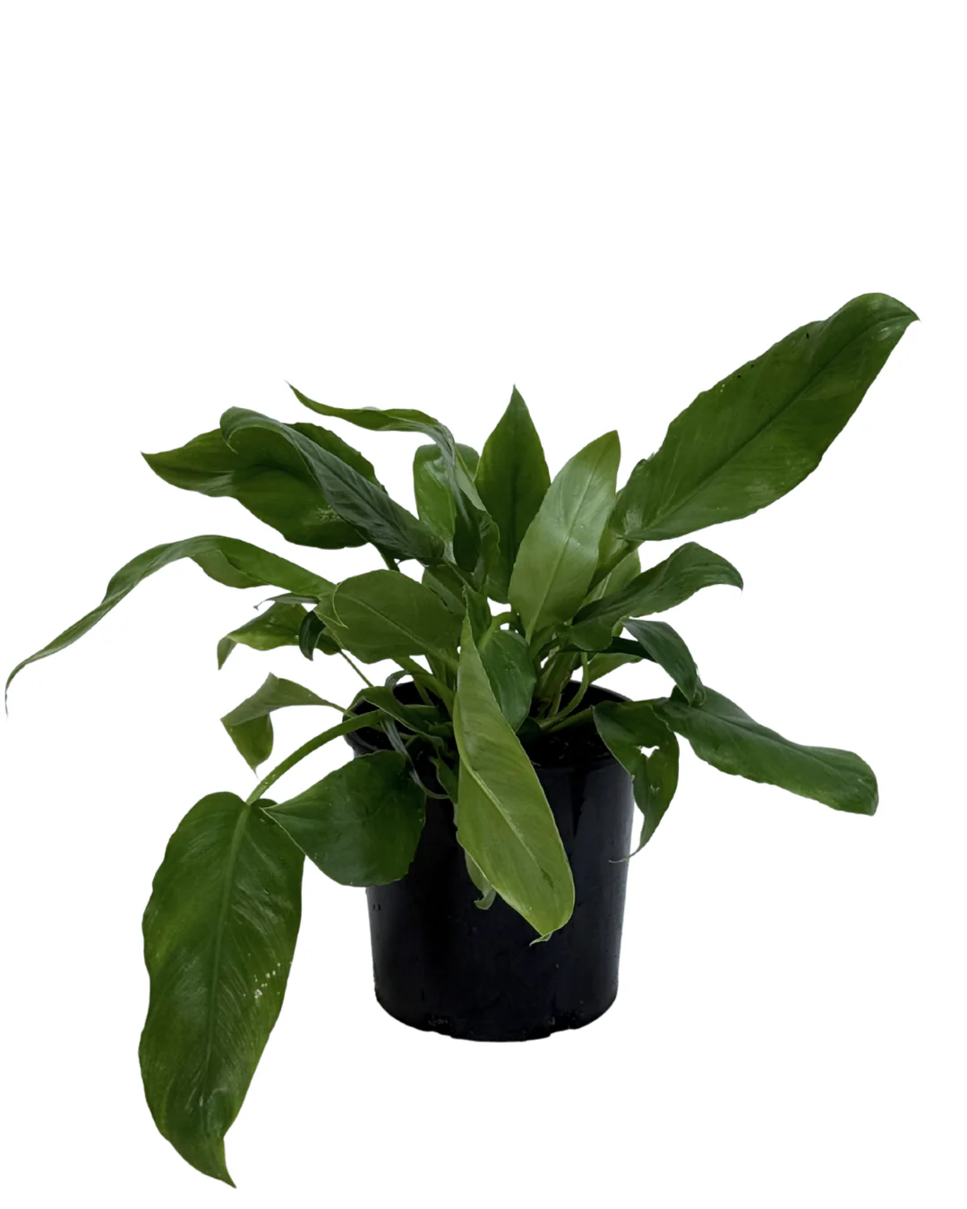 Philodendron Pegasus