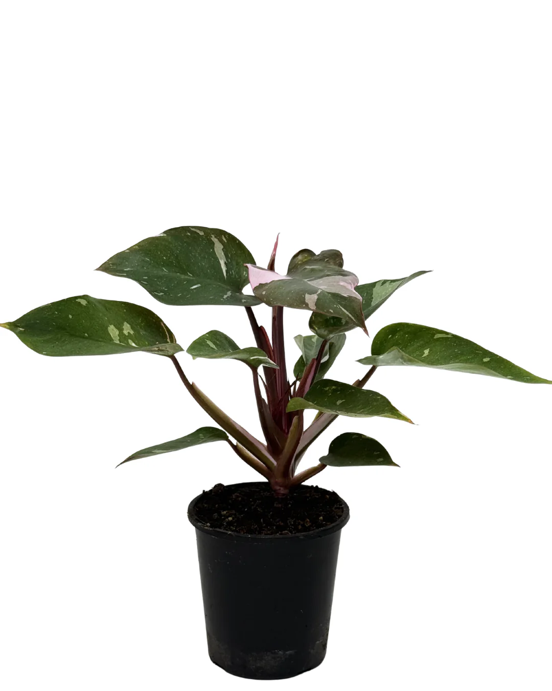 Philodendron Pink Princess