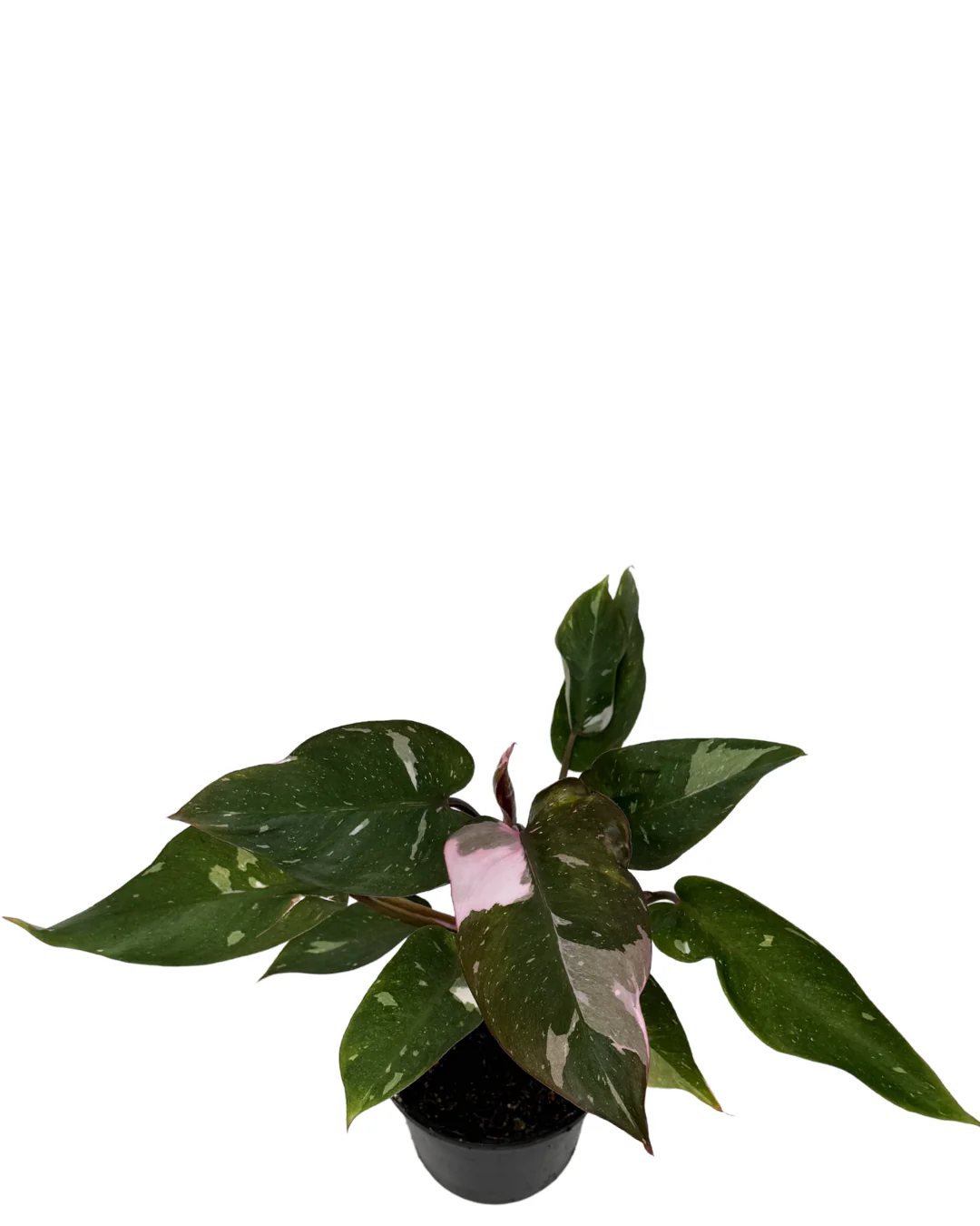 Philodendron Pink Princess - Image 2