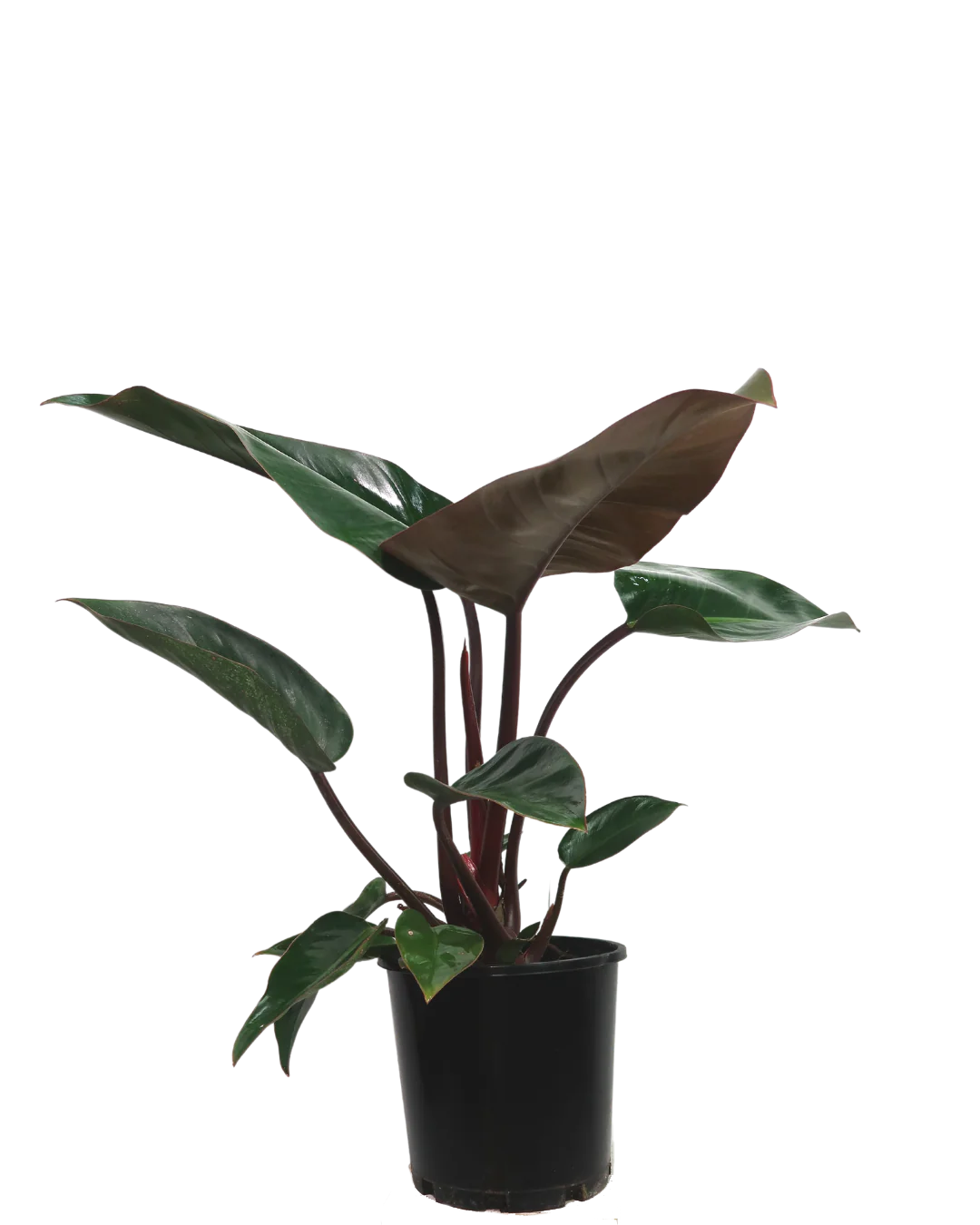 Philodendron Rojo Congo