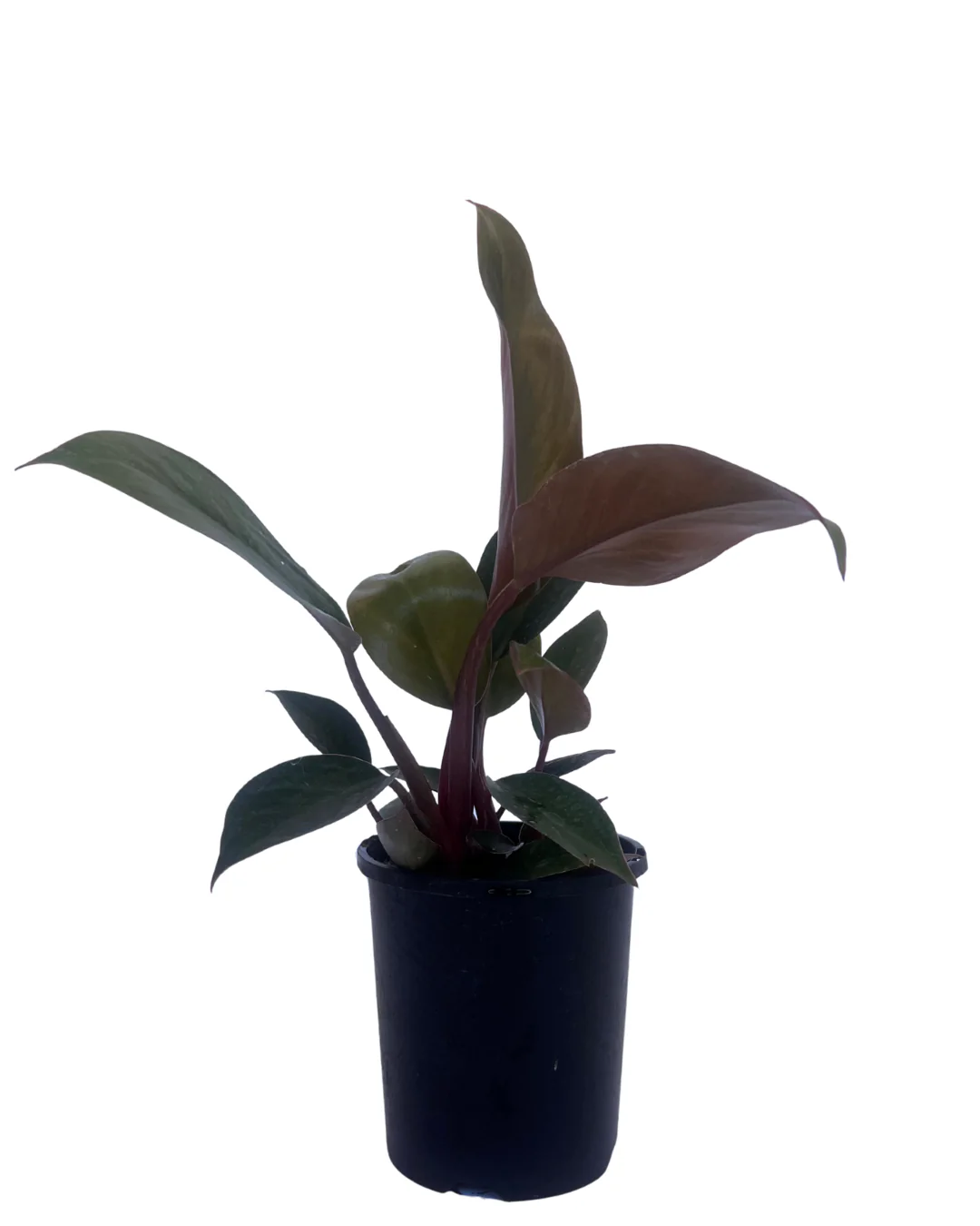 Philodendron Rojo Congo
