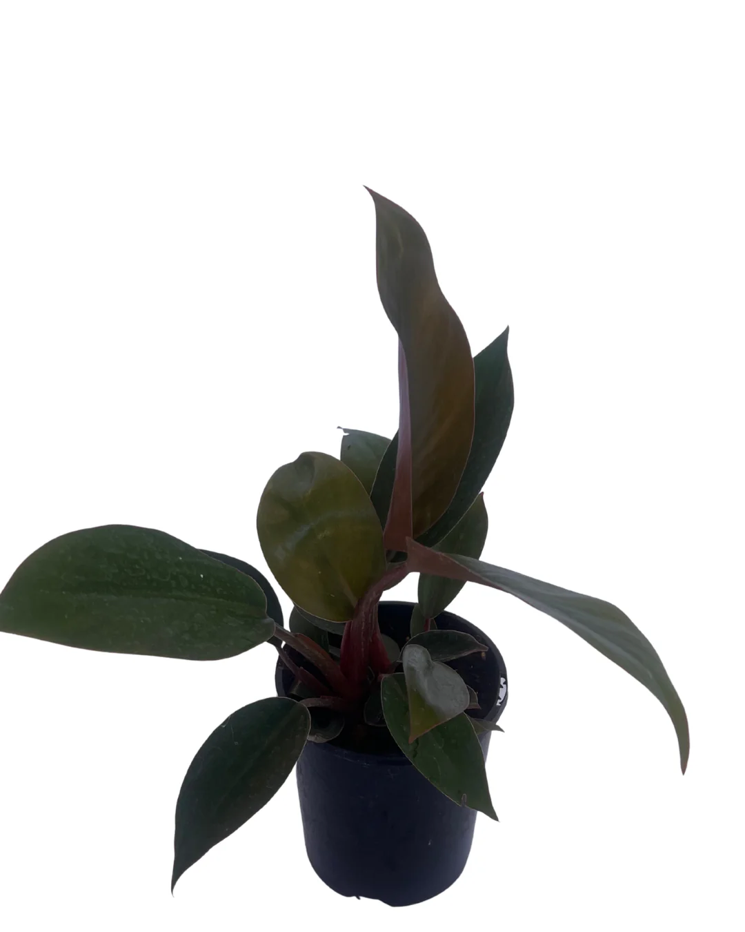 Philodendron Rojo Congo - Image 2