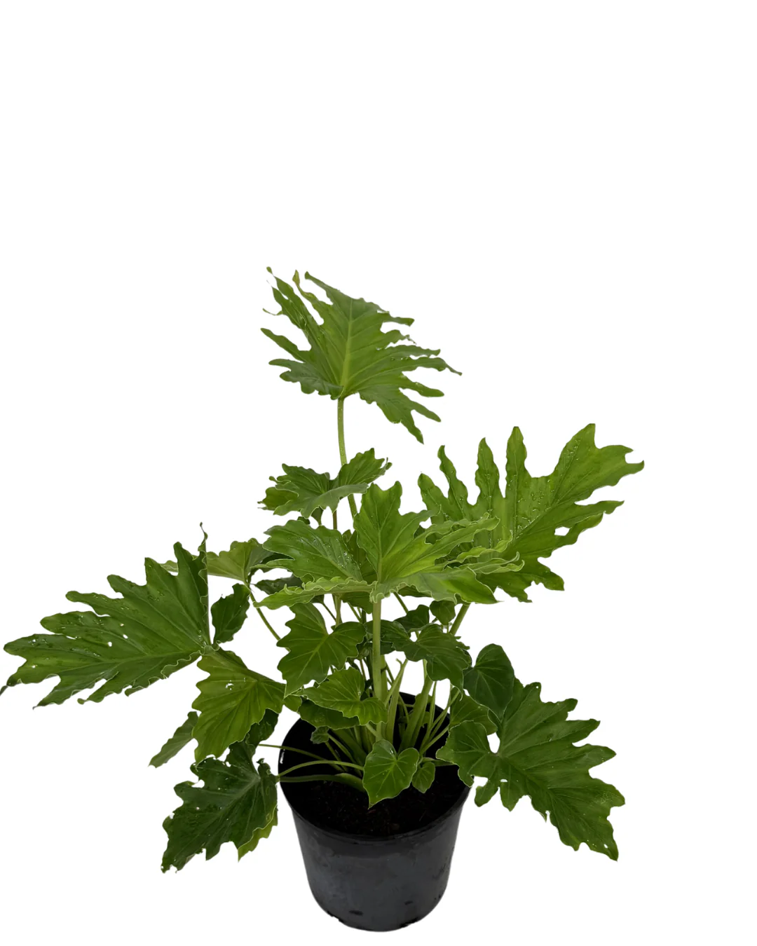 Philodendron Shangri La - Image 2