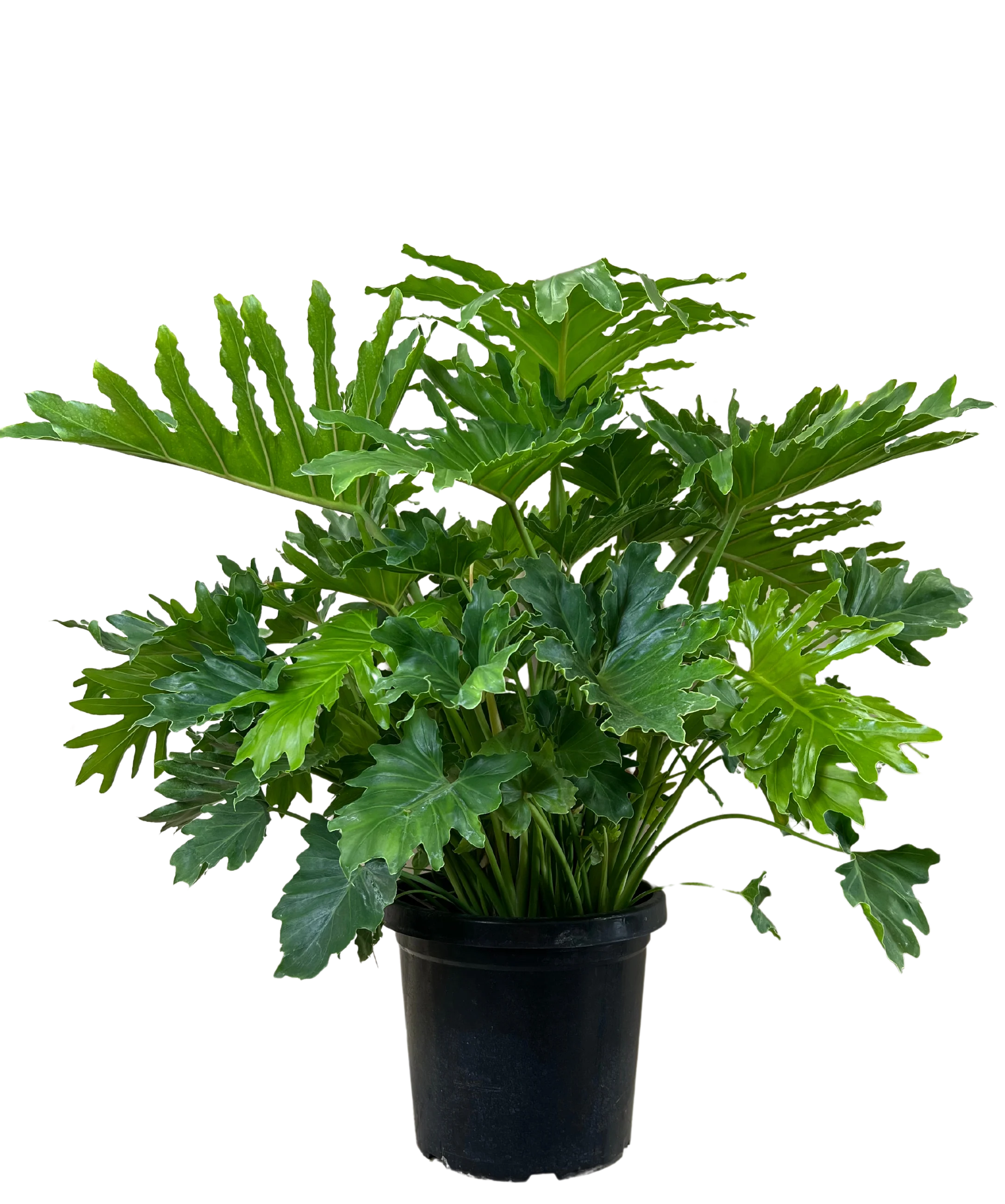 Philodendron Shangri La