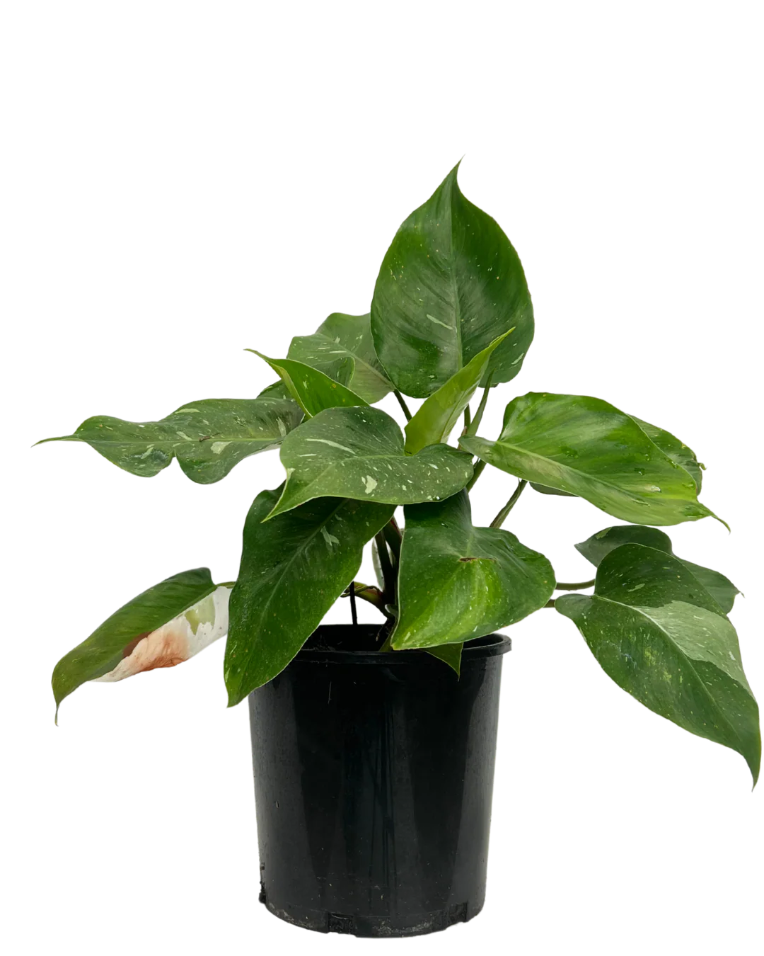 Philodendron White Princess