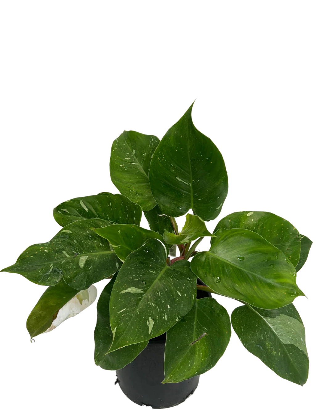 Philodendron White Princess - Image 2