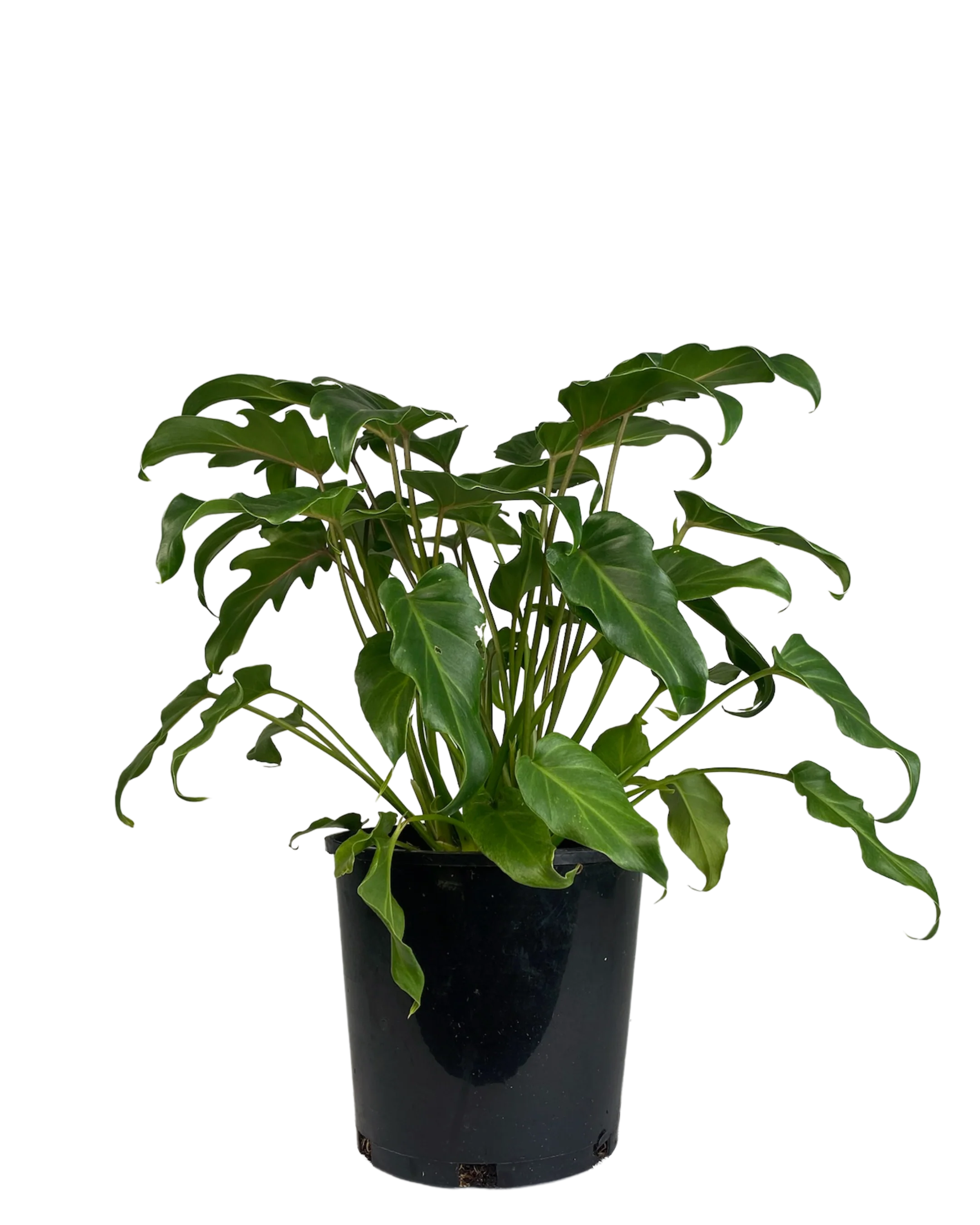 Philodendron Xanadu