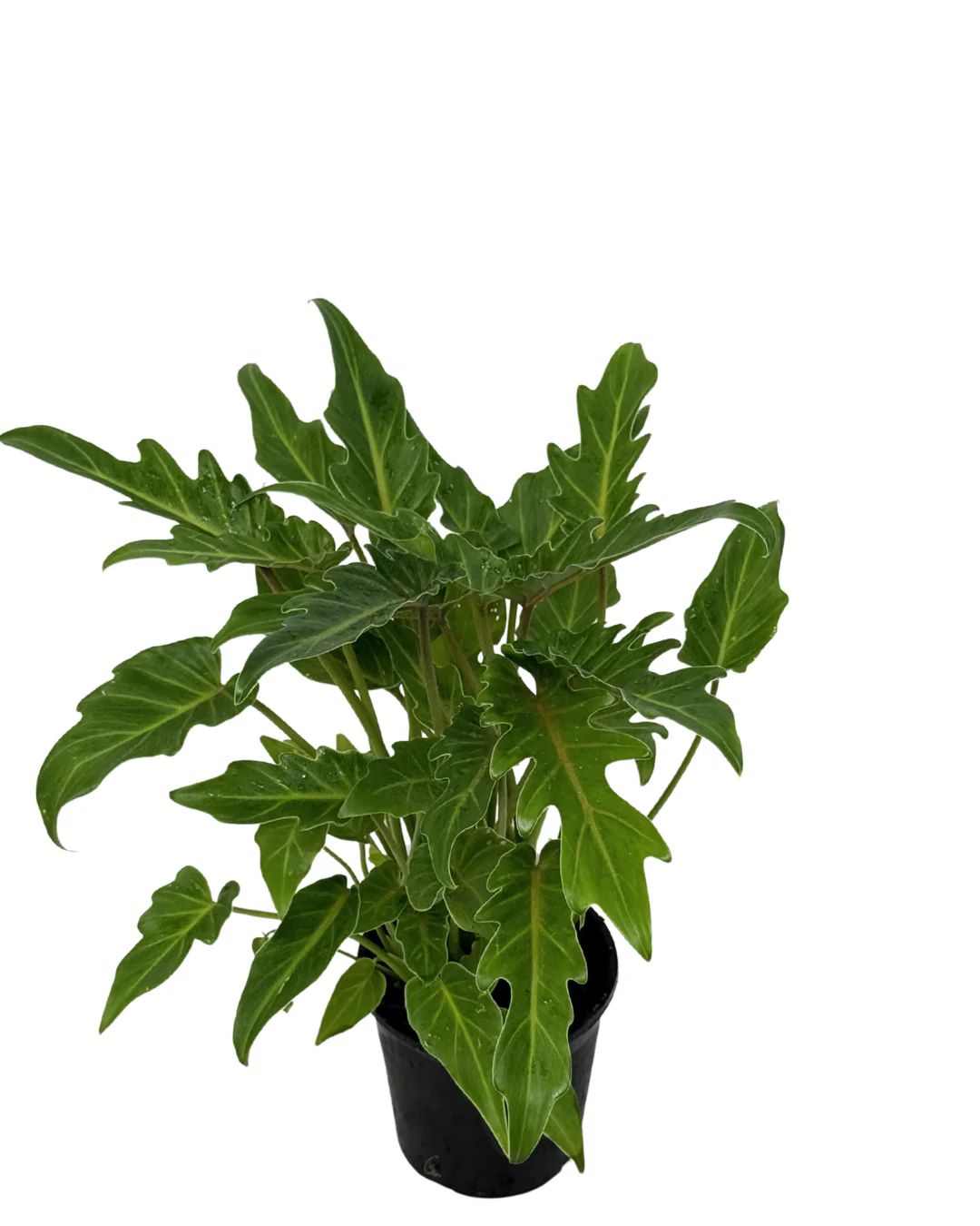 Philodendron Xanadu - Image 2