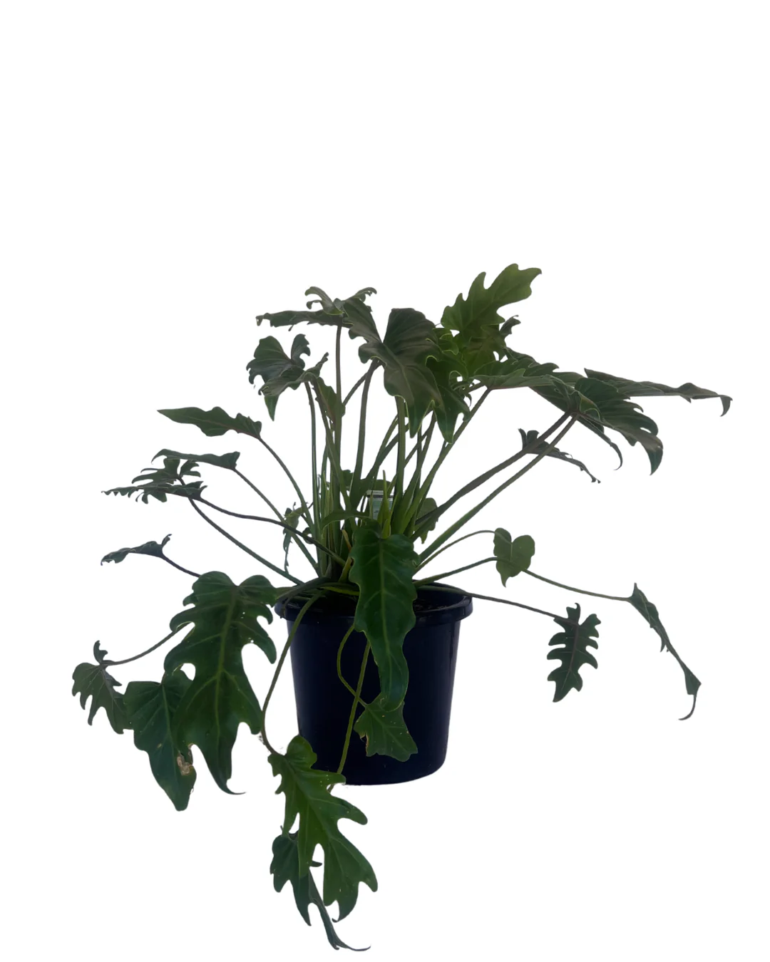 Philodendron Xanadu