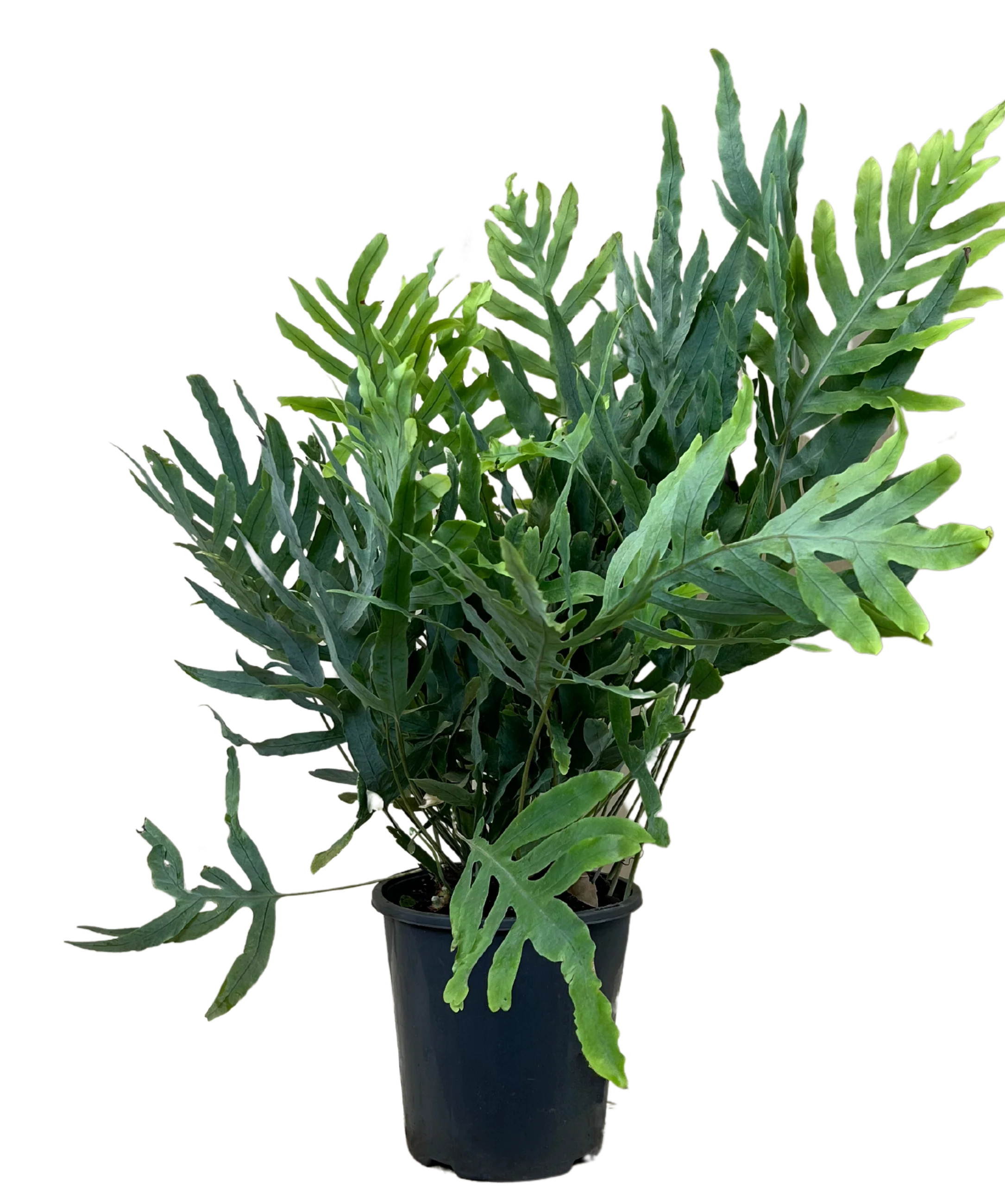 Phlebodium Aureum Blue Star