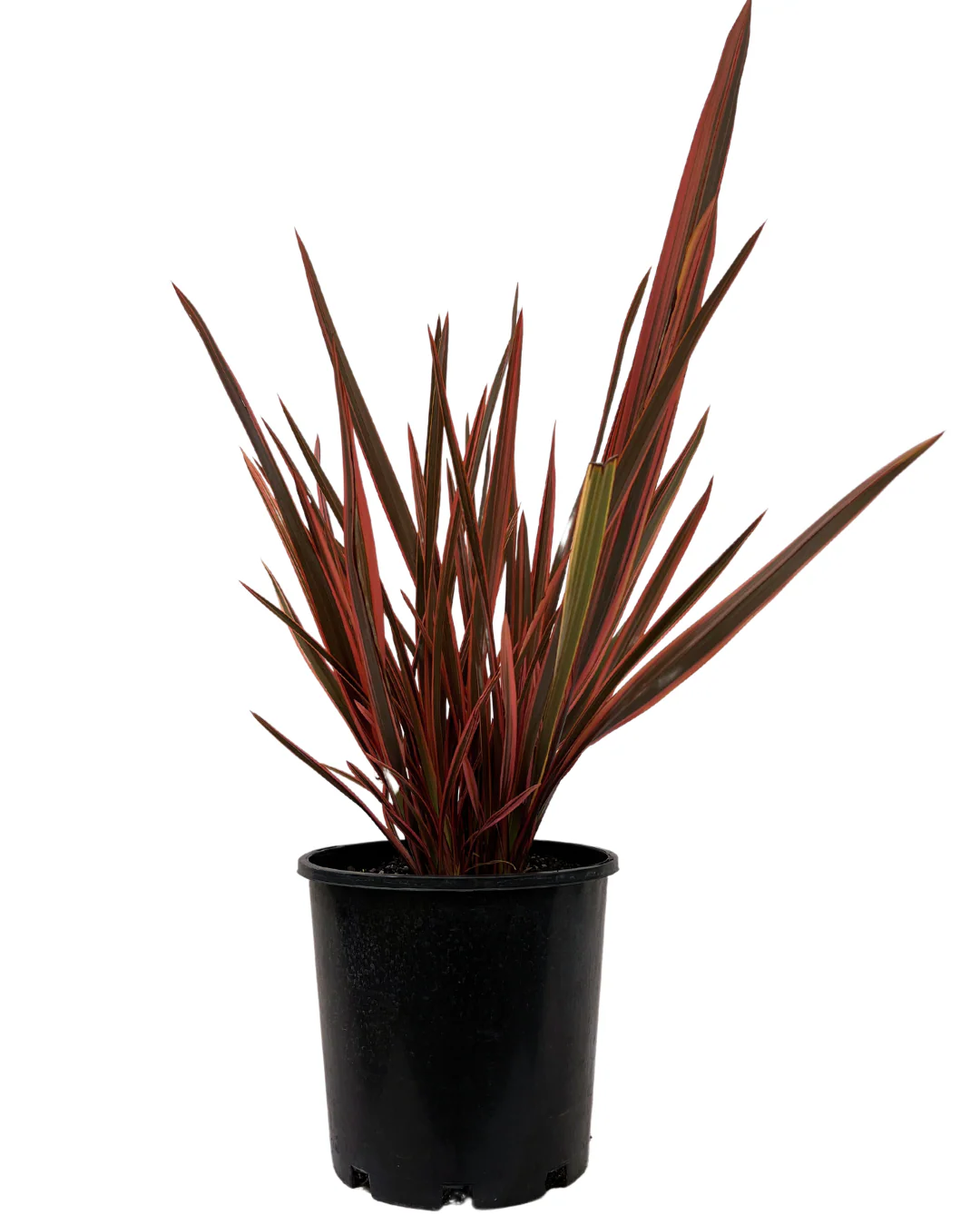 Phormium Chief