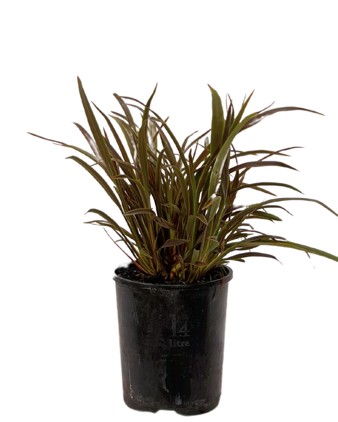 Phormium Chocomint Mist