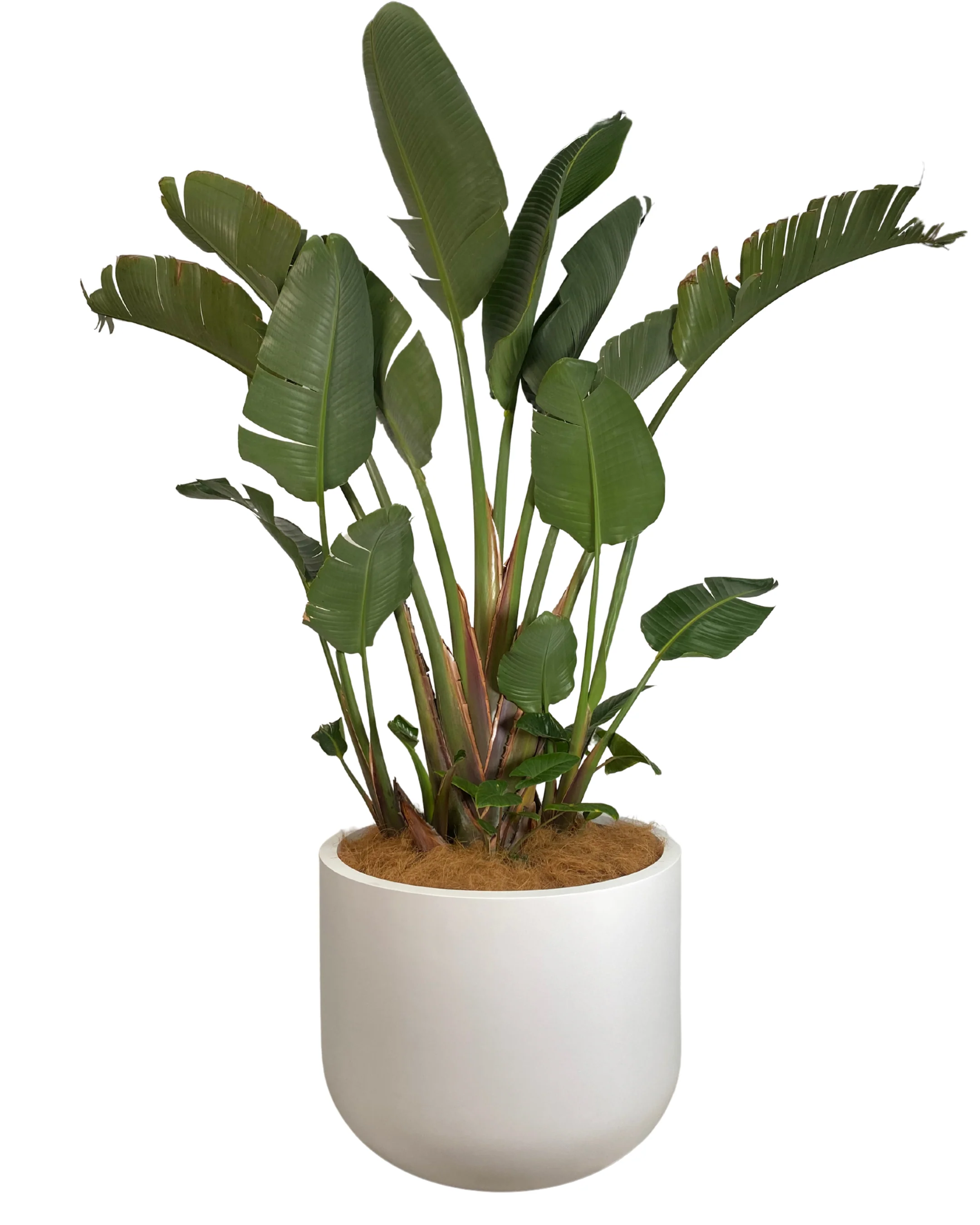 Pietro U-Shape Pot - Image 4