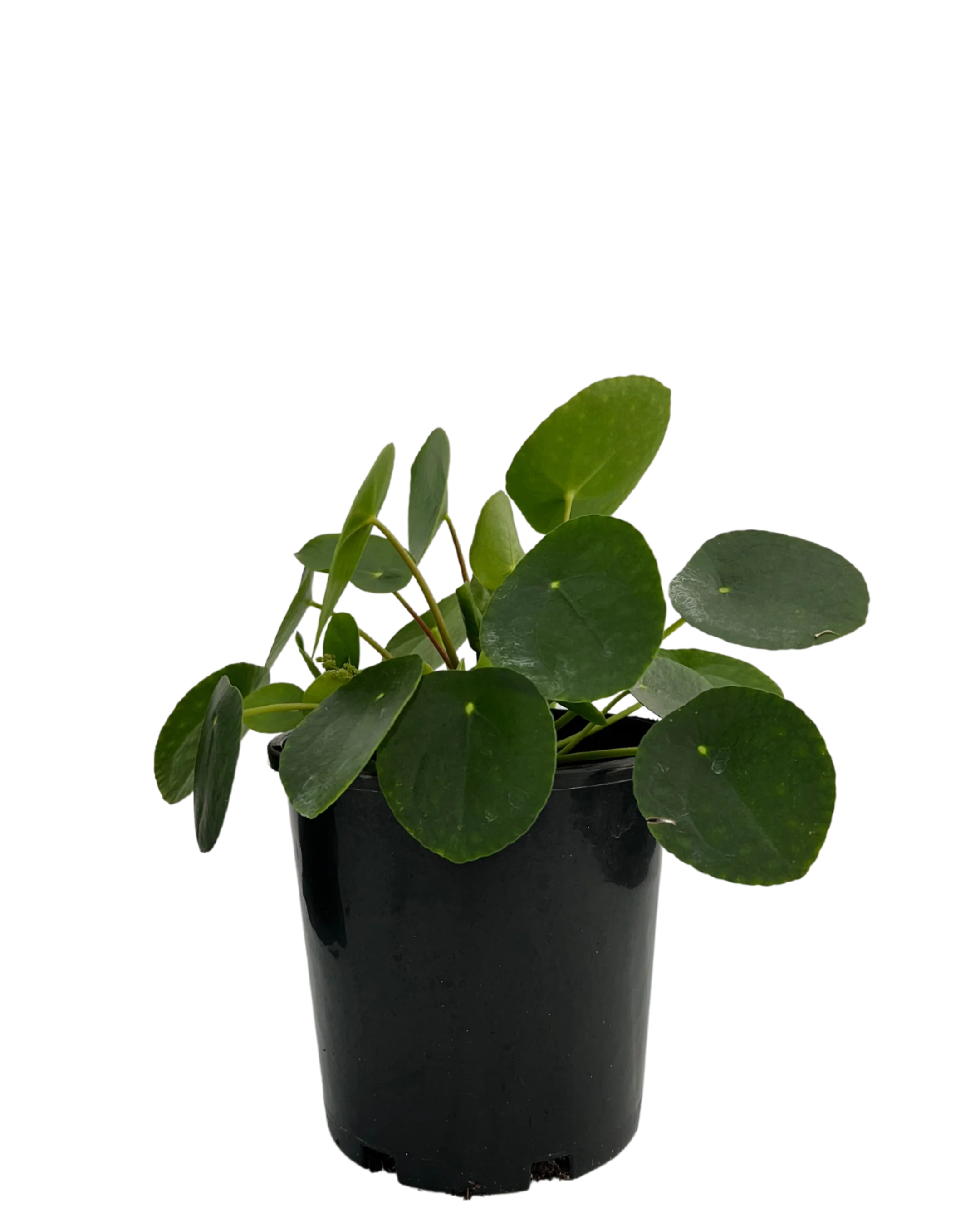 Pilea Peperomoides - Image 3