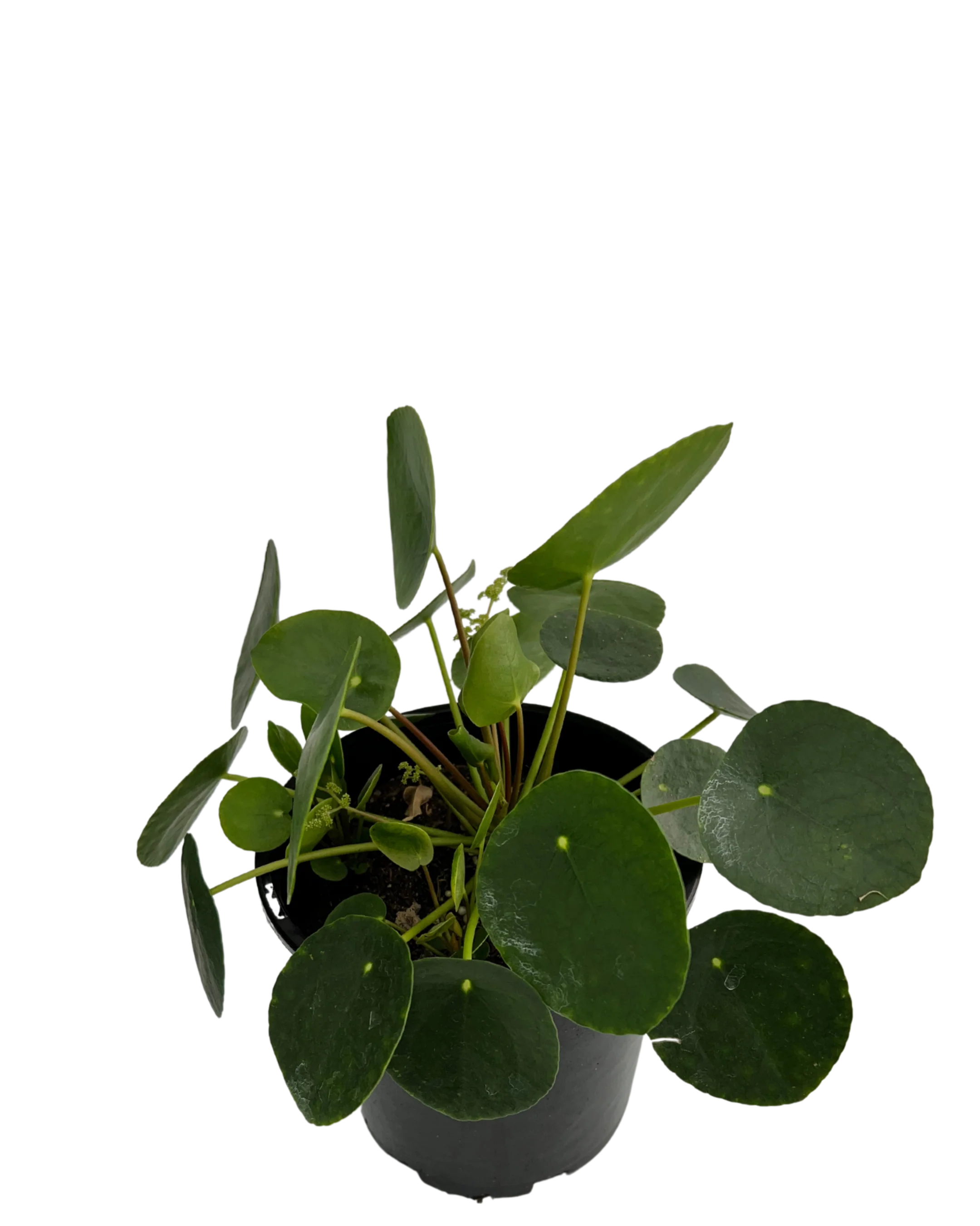 Pilea Peperomoides - Image 4