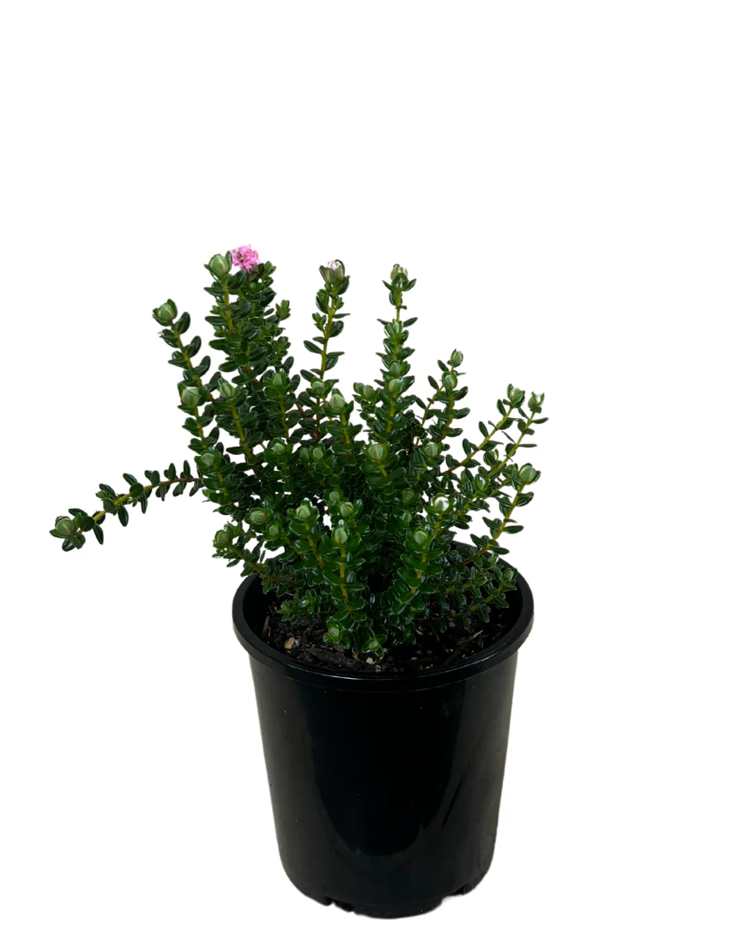 Pimelia Ferruginea - Image 2