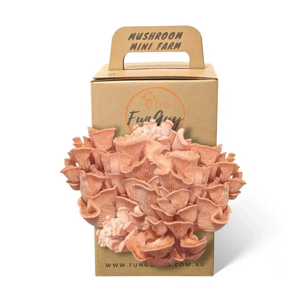 Pink Oyster Mushroom Grow Kit - Image 2
