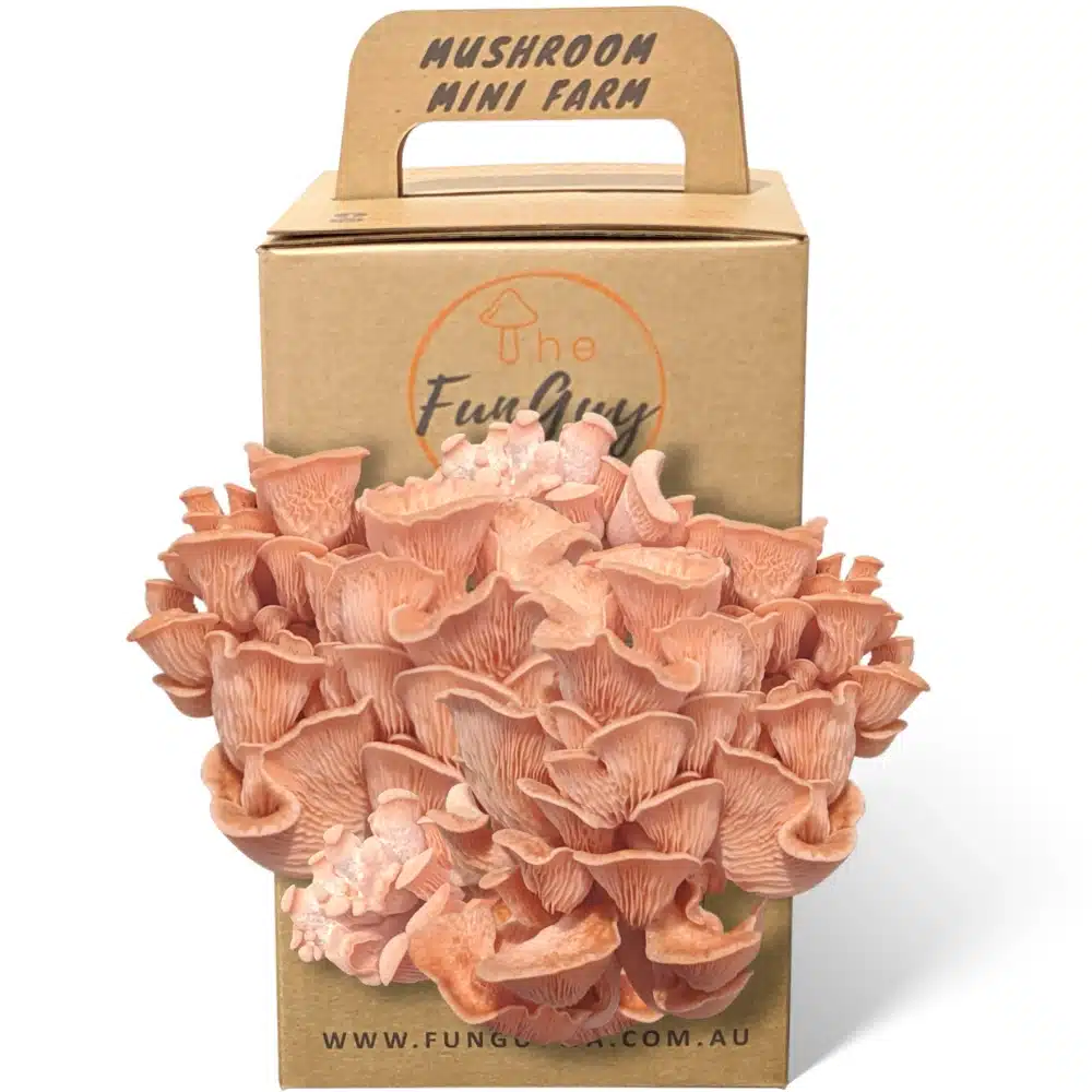 Pink Oyster Mushroom Grow Kit - Image 2