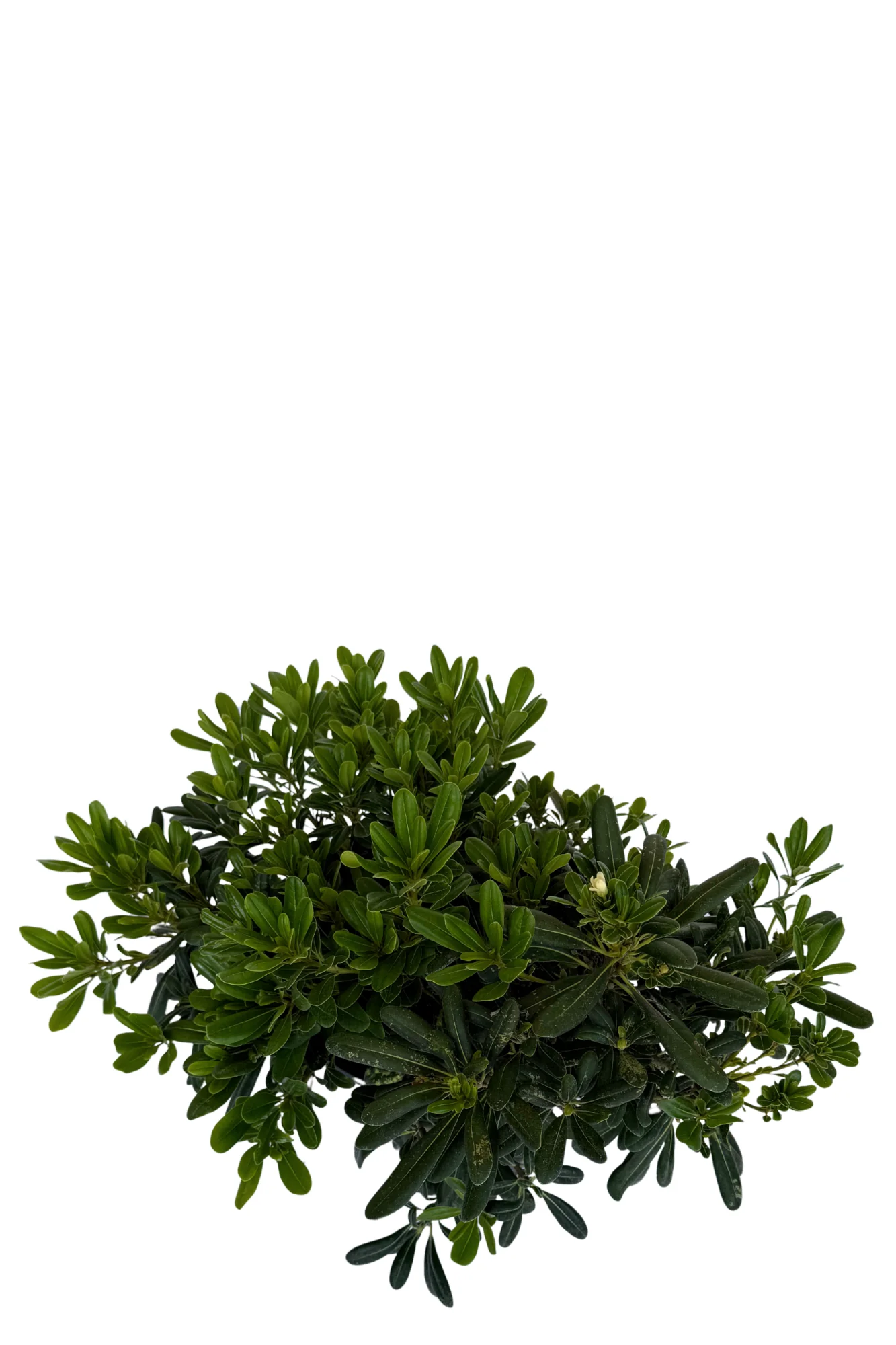 Pittosporum Miss Muffet - Image 2