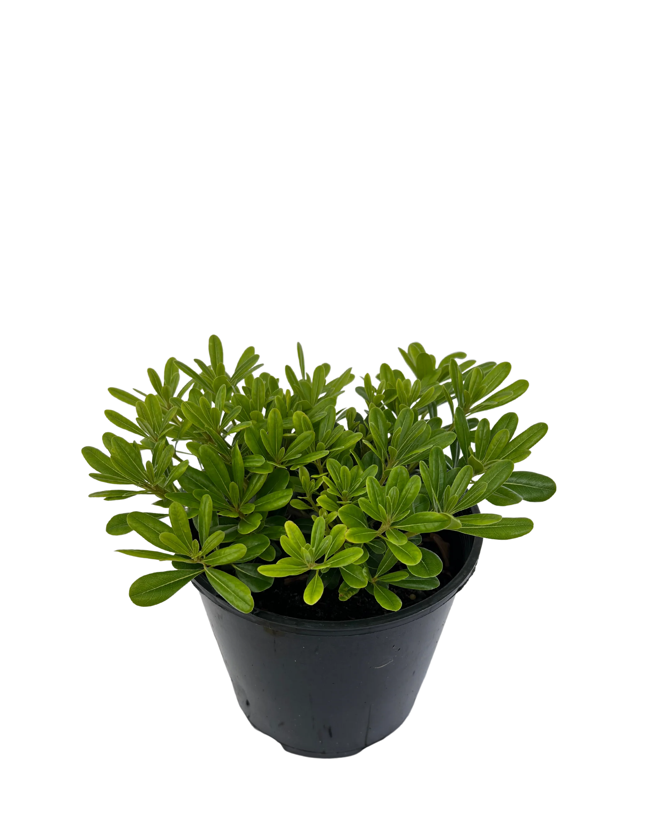 Pittosporum Miss Muffet - Image 2
