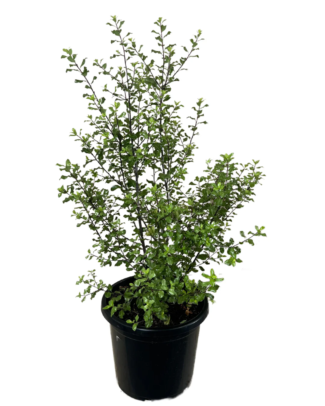 Pittosporum Screenmaster - Image 2