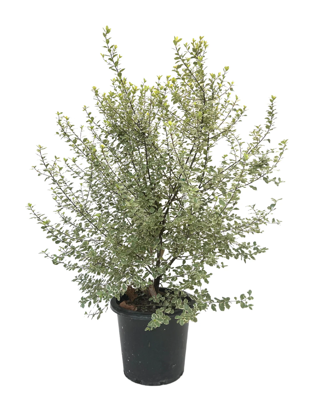 Pittosporum Screenmaster Variegated