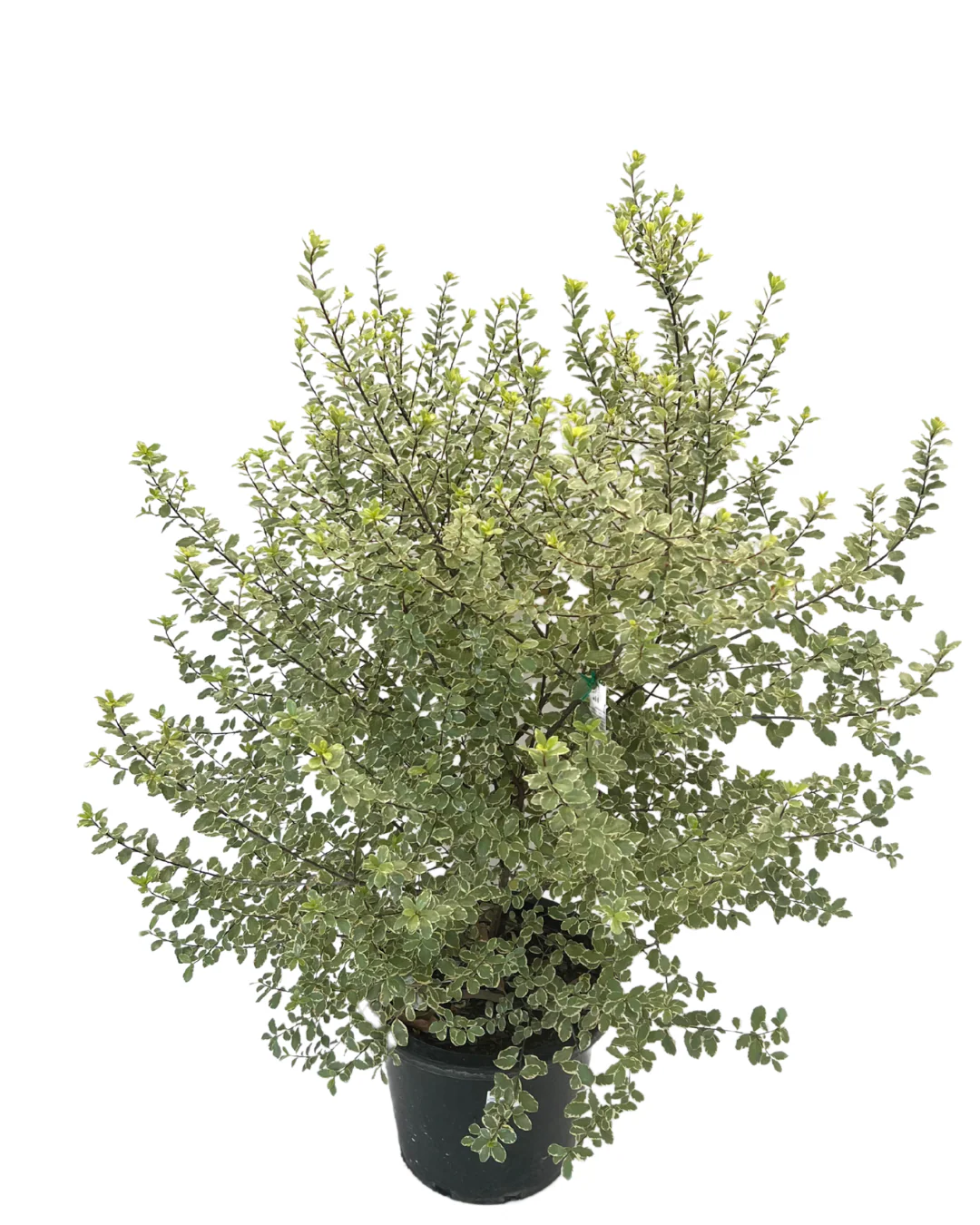 Pittosporum Screenmaster Variegated - Image 2