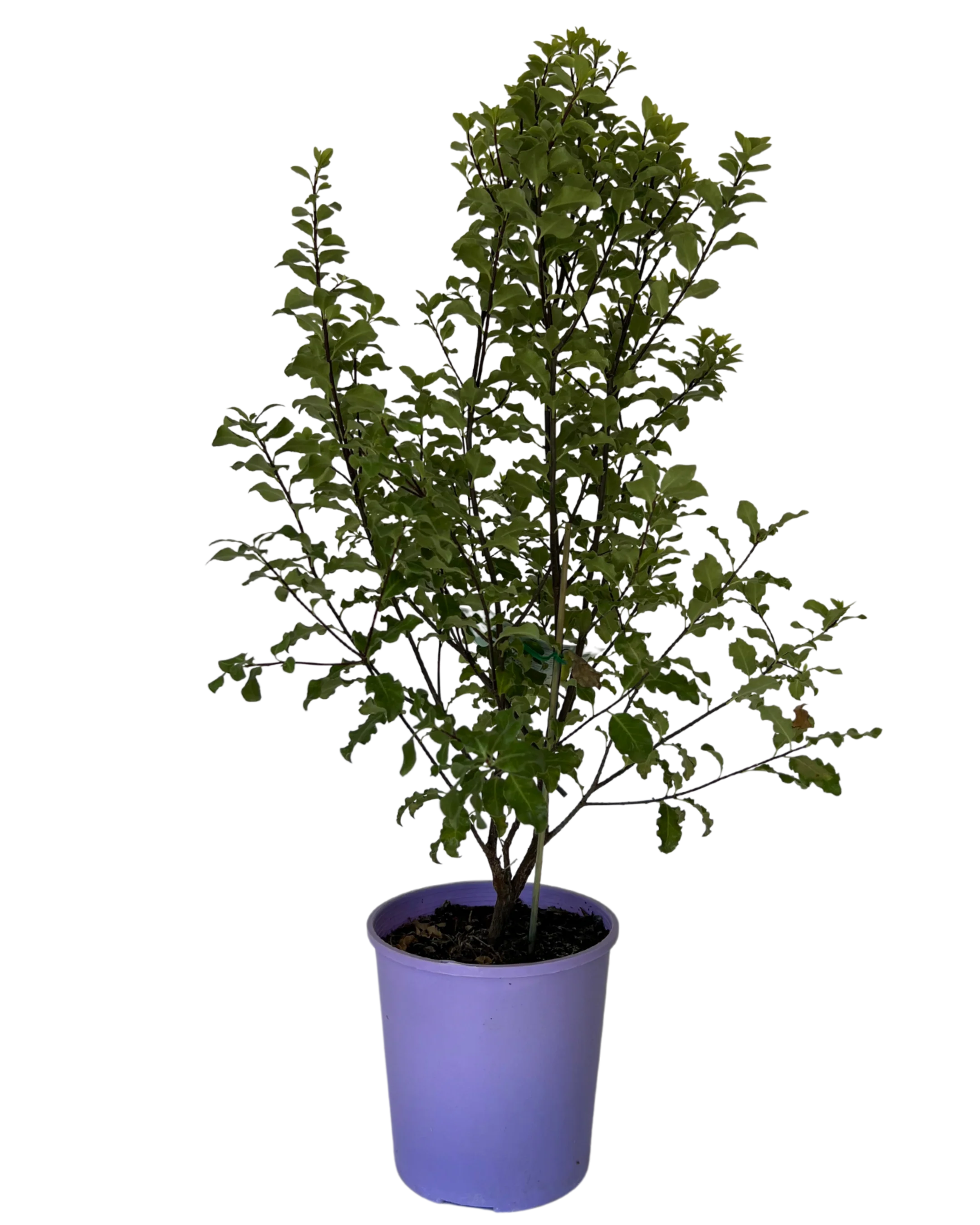 Pittosporum Tasman Ruffles