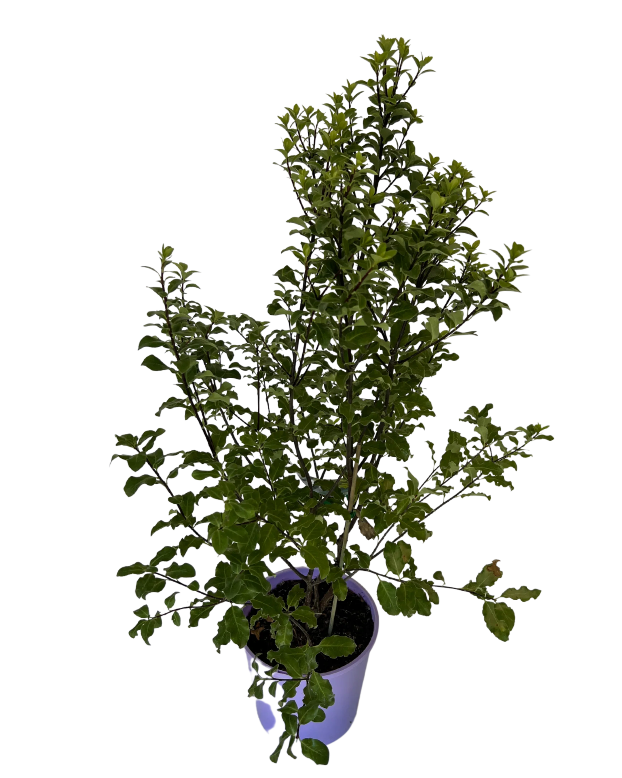 Pittosporum Tasman Ruffles - Image 2