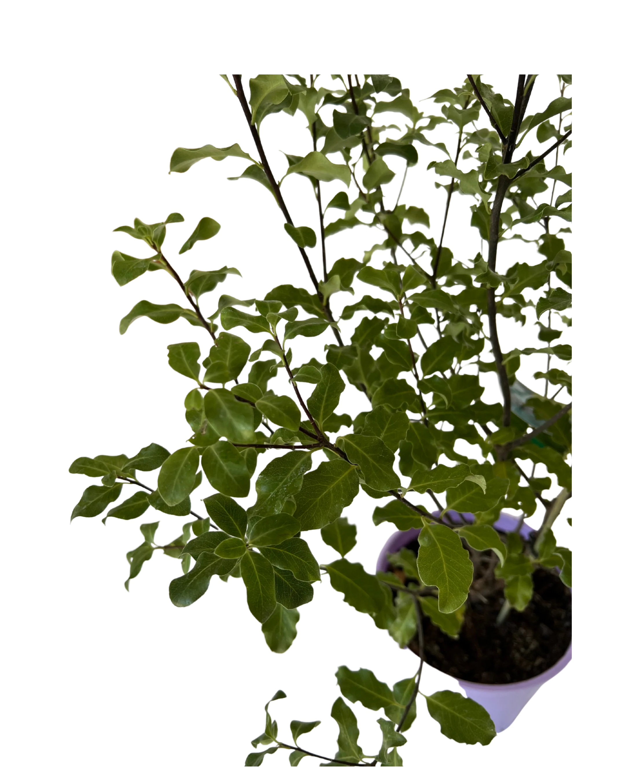 Pittosporum Tasman Ruffles - Image 3