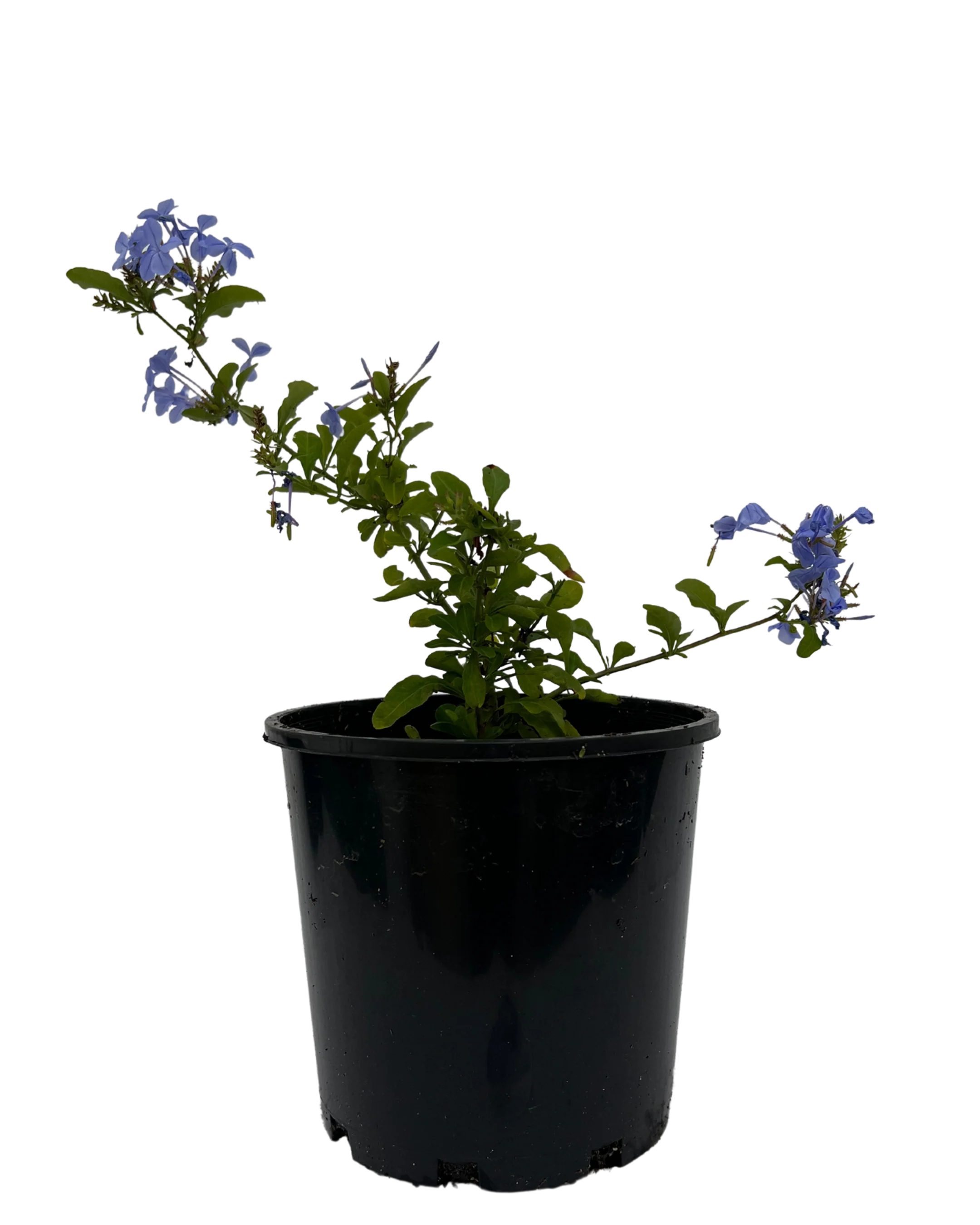 Plumbago Auriculata Royal Cape