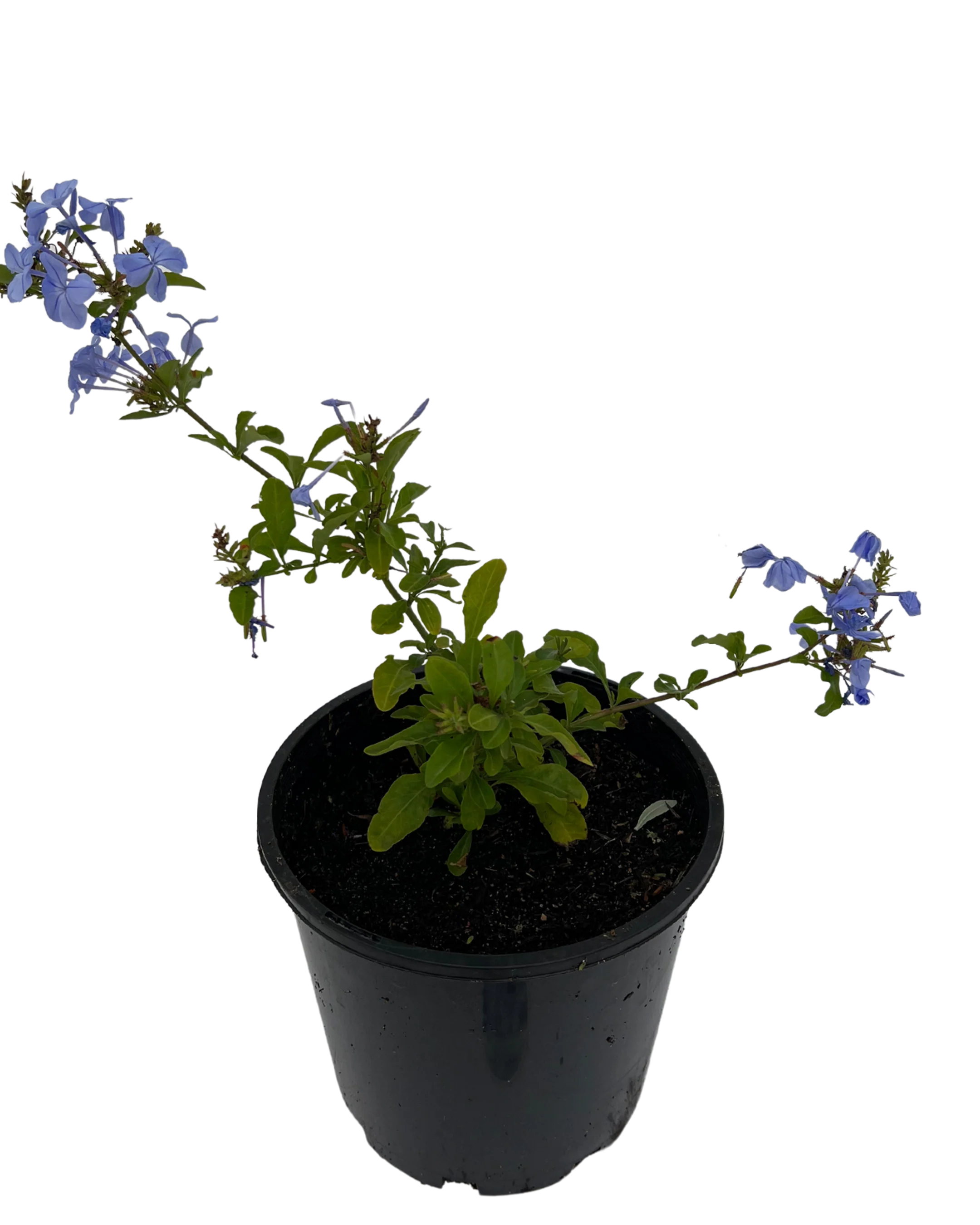 Plumbago Auriculata Royal Cape - Image 2