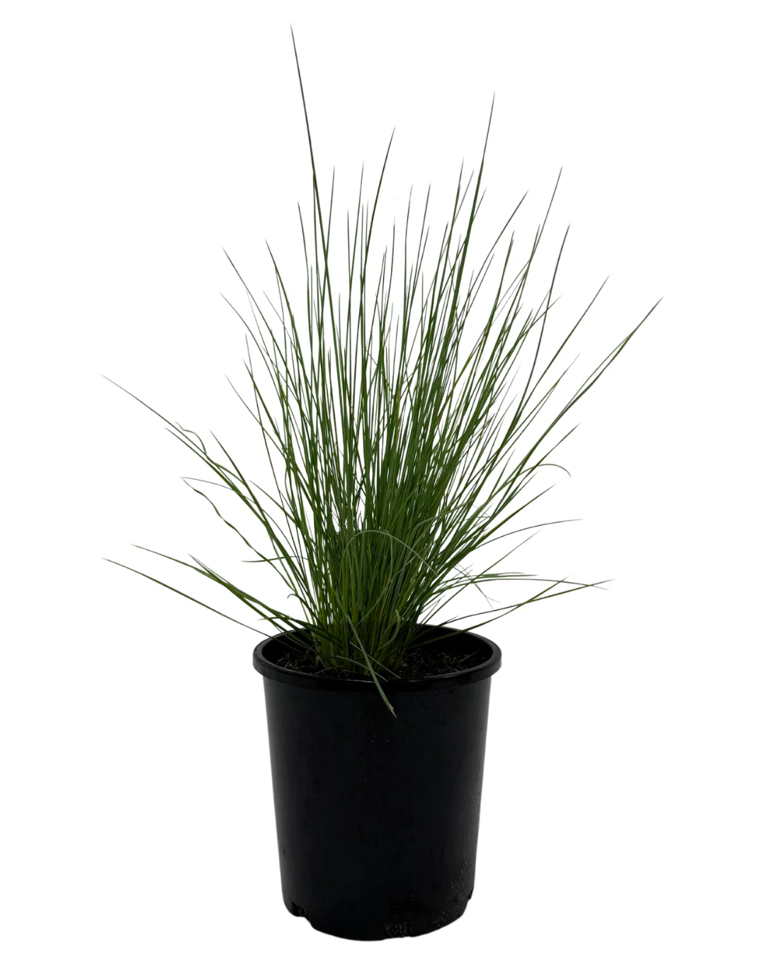 Poa Eskdale Blue