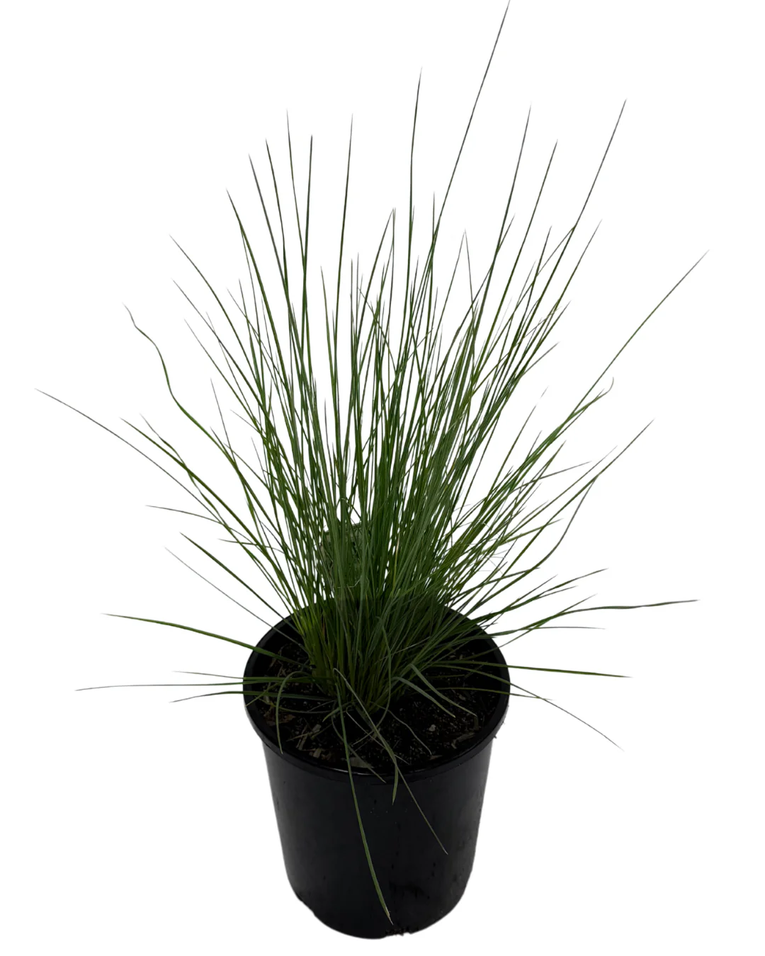 Poa Eskdale Blue - Image 2