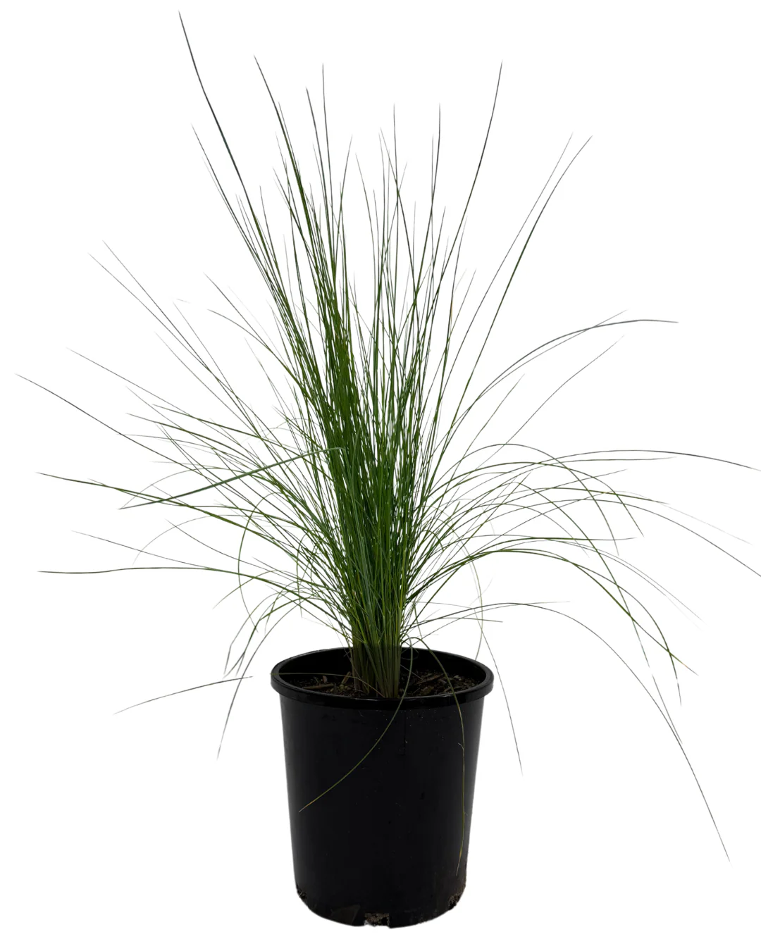 Poa Kingsdale