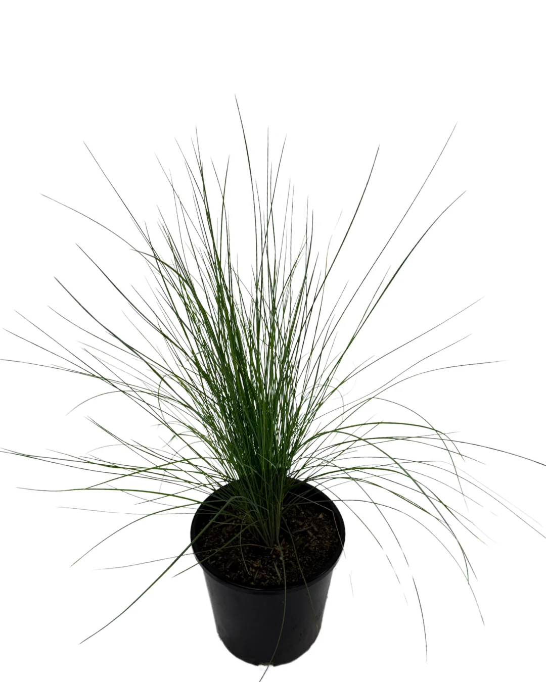 Poa Kingsdale - Image 2