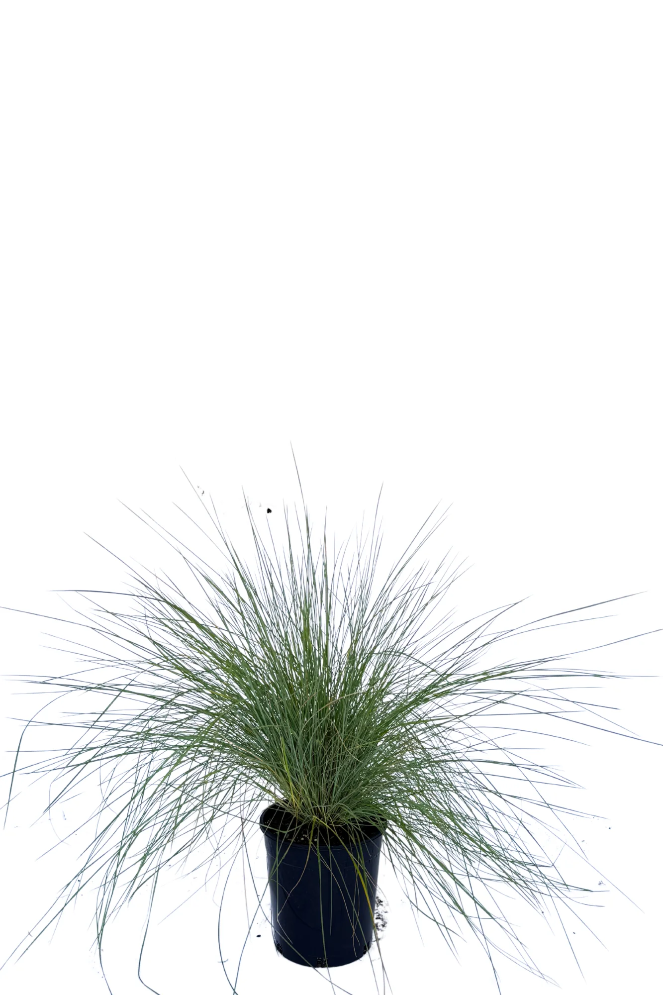 Poa Poiformis