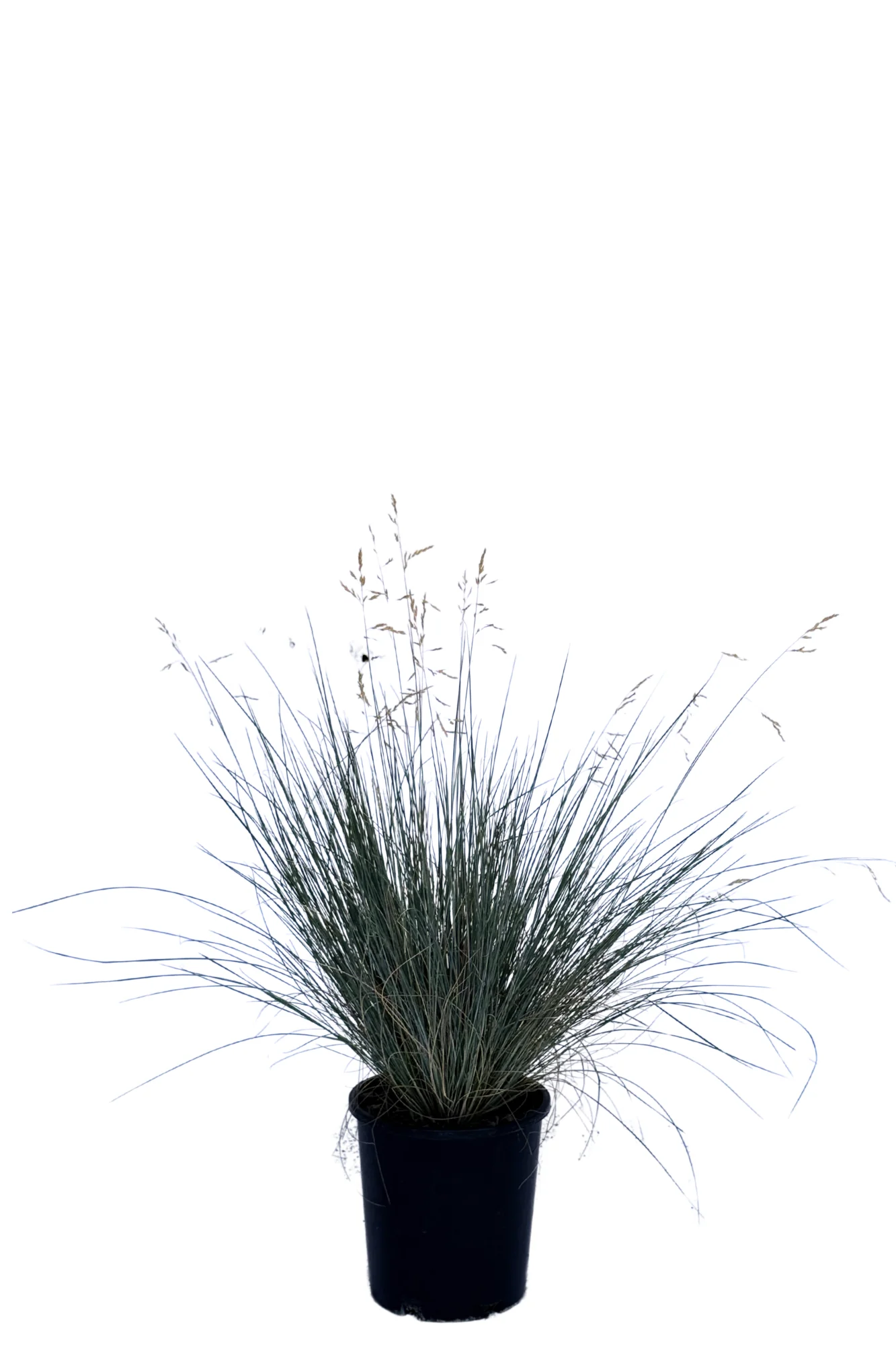 Poa Rustic