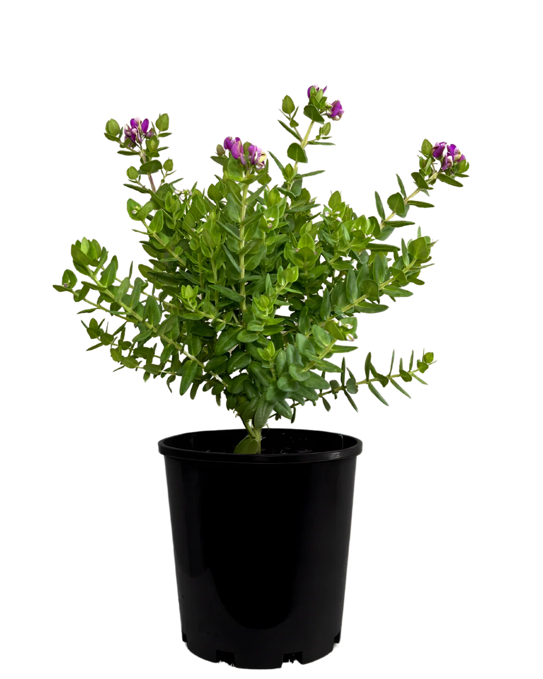 Polygala Little Polly