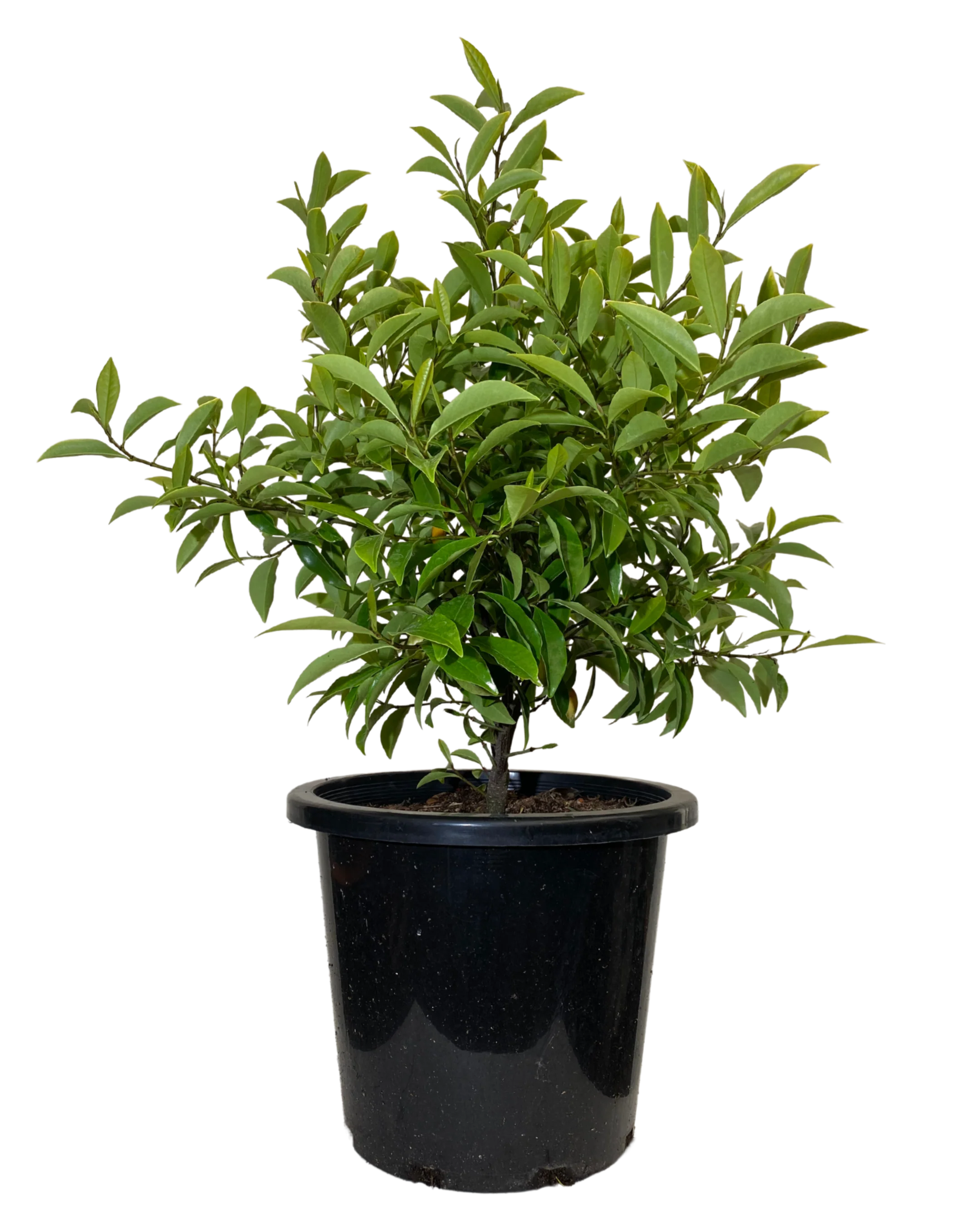 Port Wine Magnolia - Michelia Figo