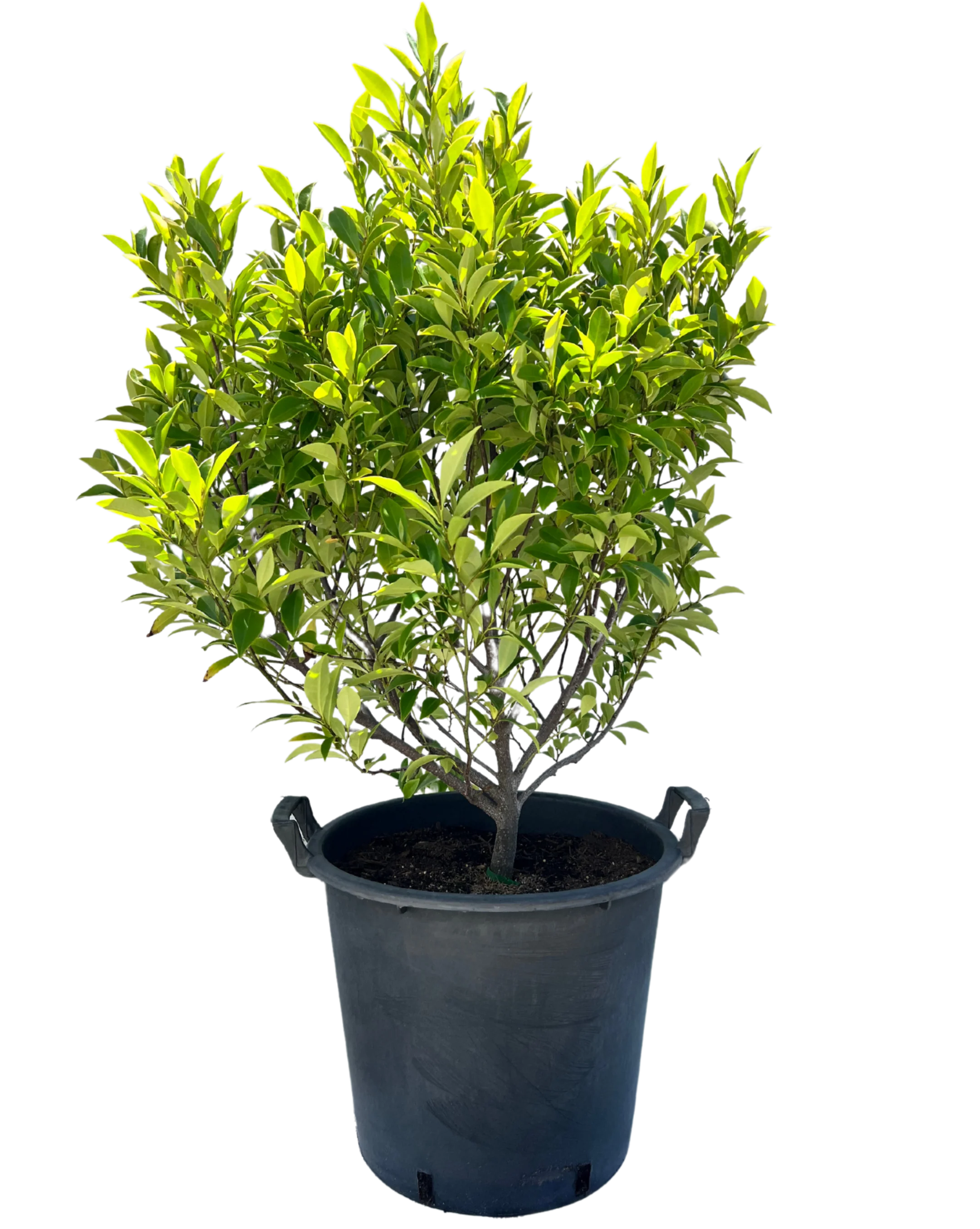 Bougainvillea Ass