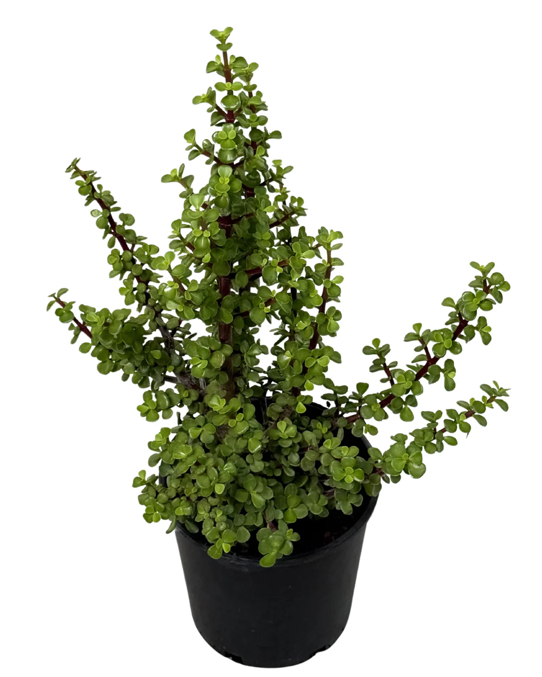 Portulacaria Afra - Image 2
