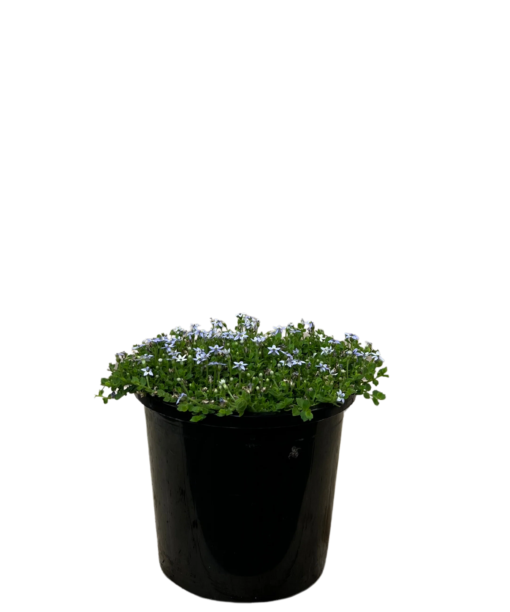 Pratia Puberula Blue