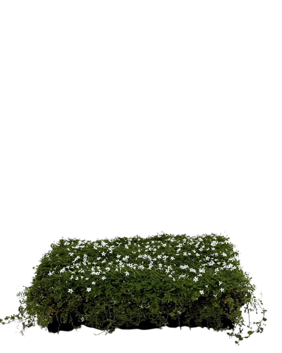 Pratia Tray
